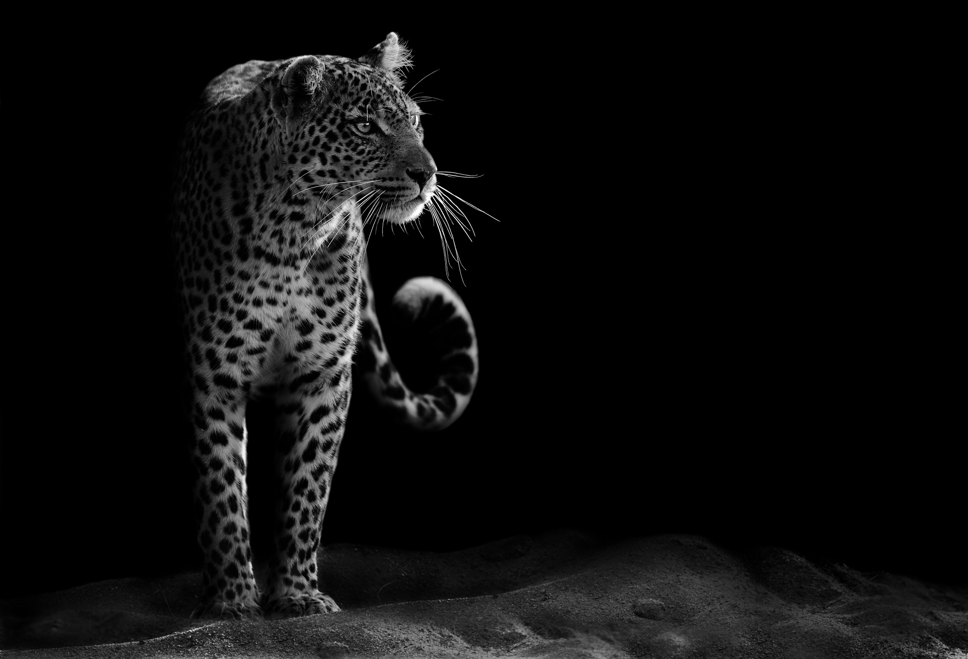 Download Black & White Wildcat Animal Leopard HD Wallpaper