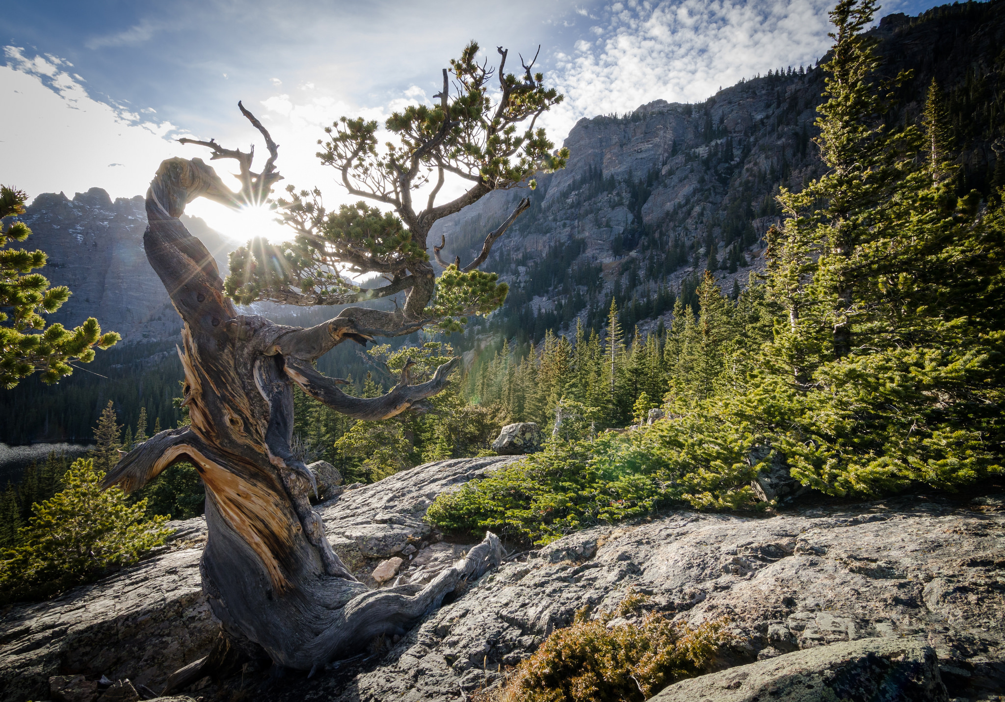 Pinus longaeva Colorado USA National Park Rocky Mountain