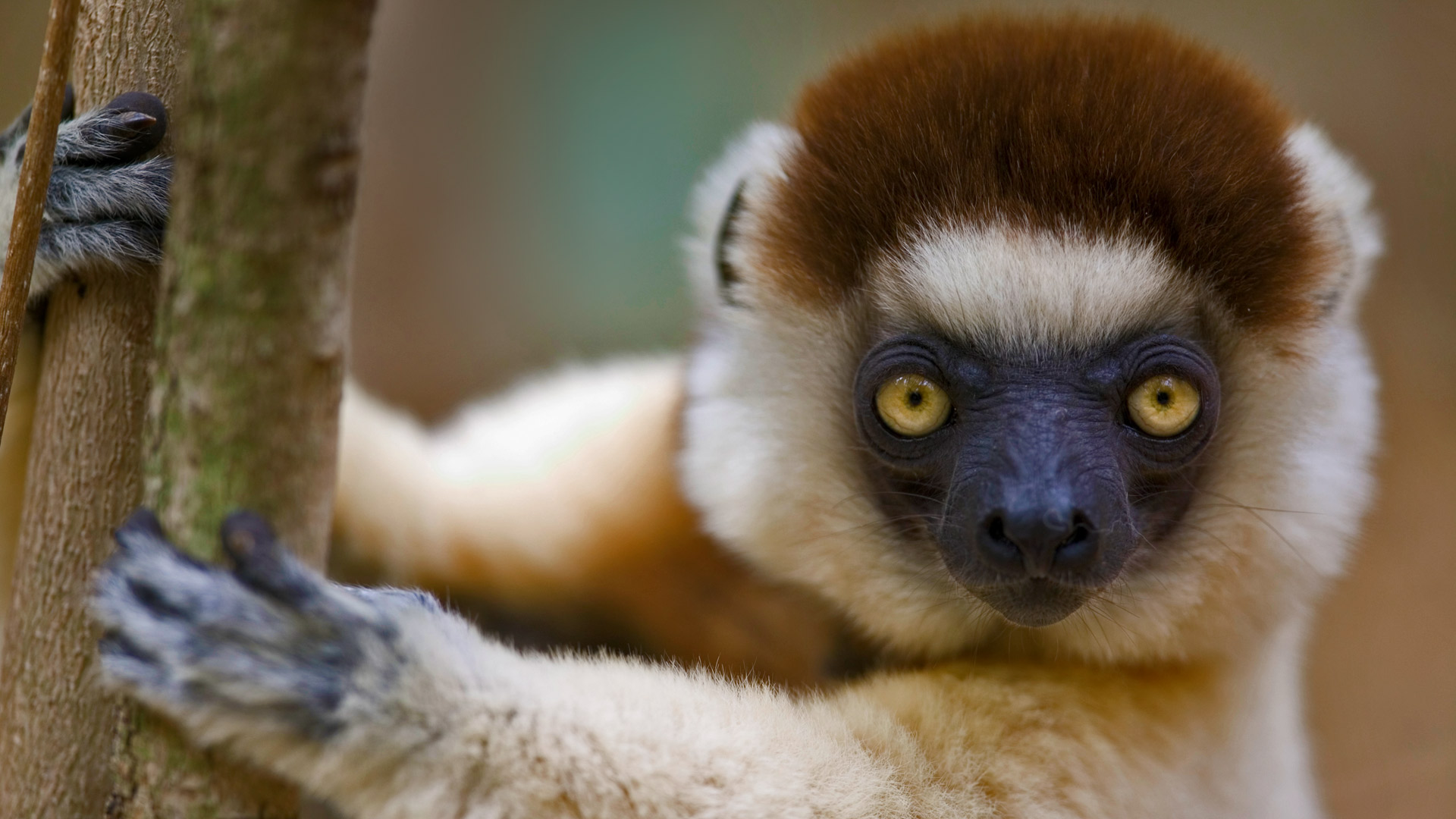 Lemur Full HD Wallpaper and Background Image 1920x1080 ID672843