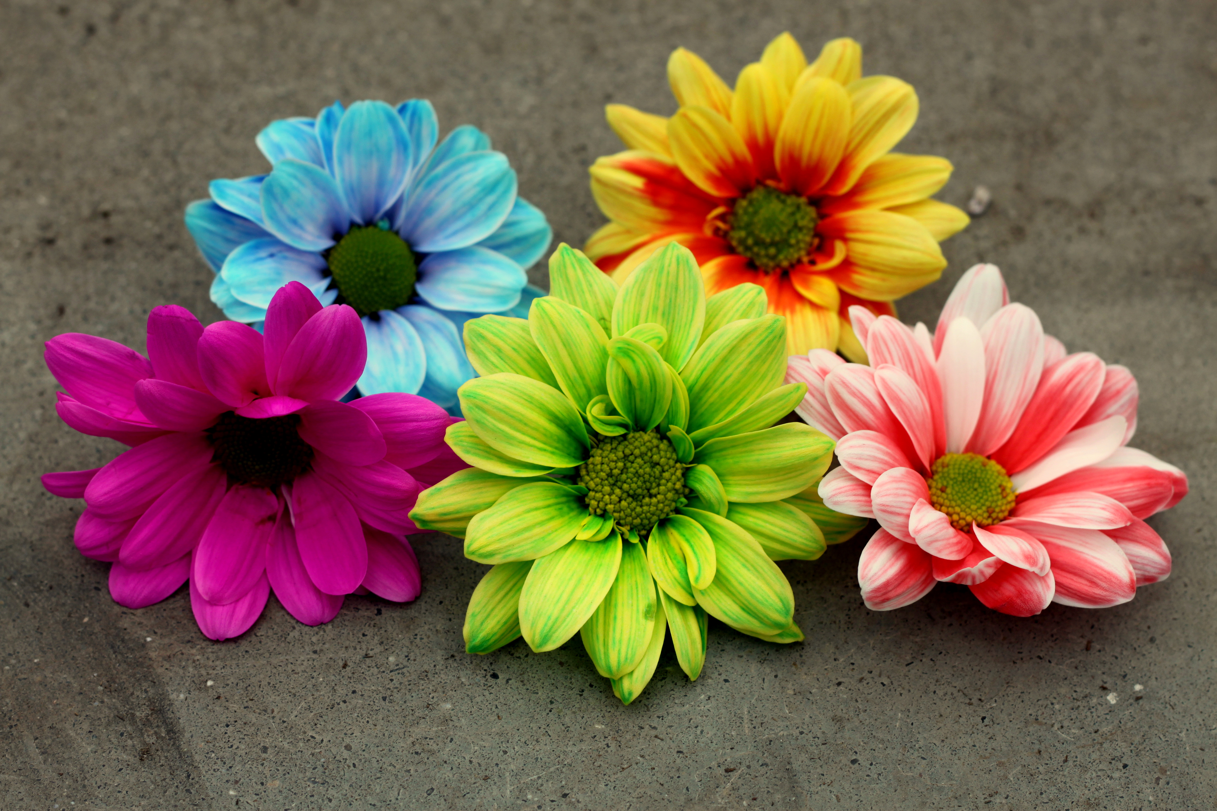 Colorful Gerberas 4k Ultra HD Wallpaper Background Image 4200x2800