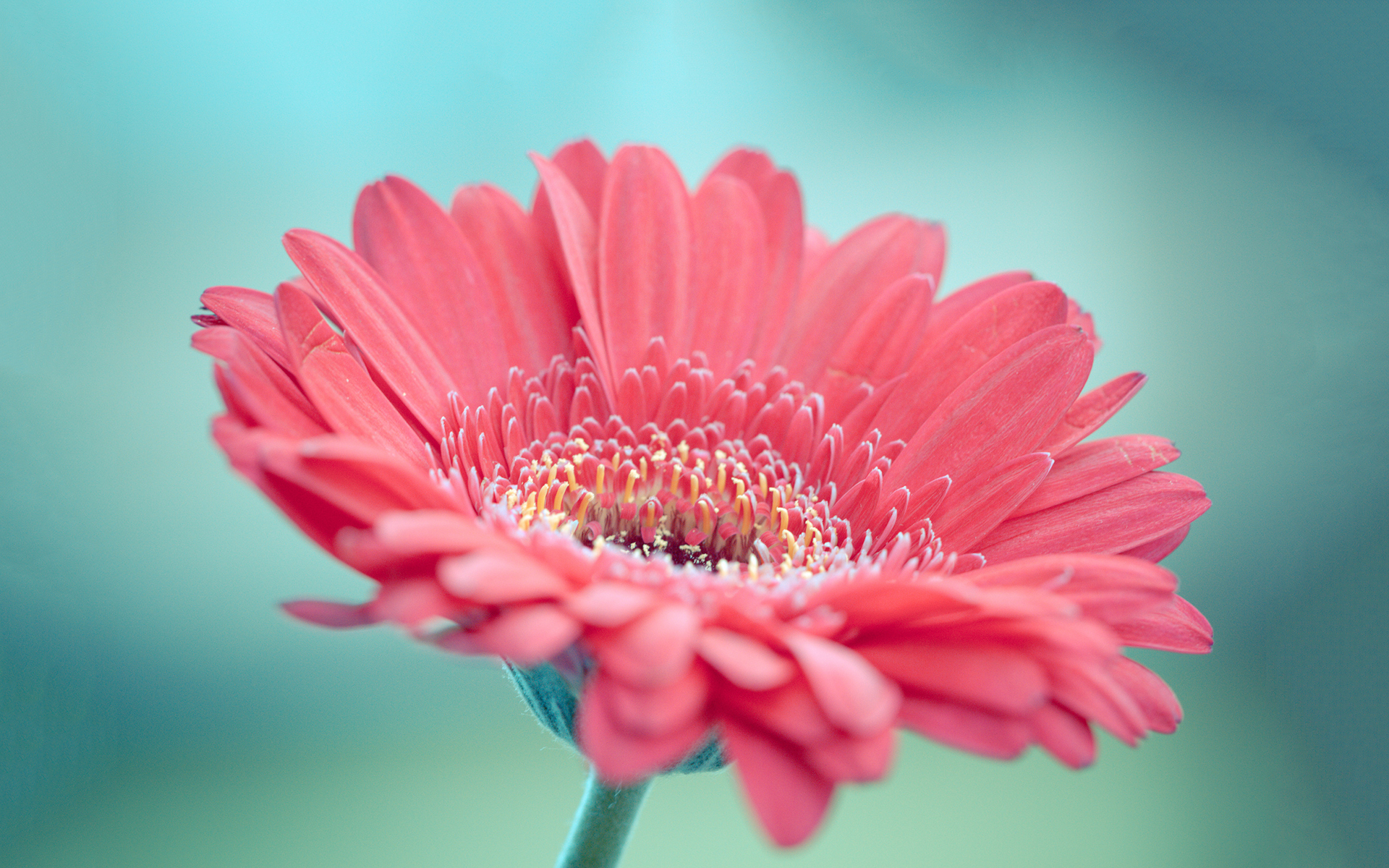 Download Pink Flower Macro Flower Nature Gerbera HD Wallpaper