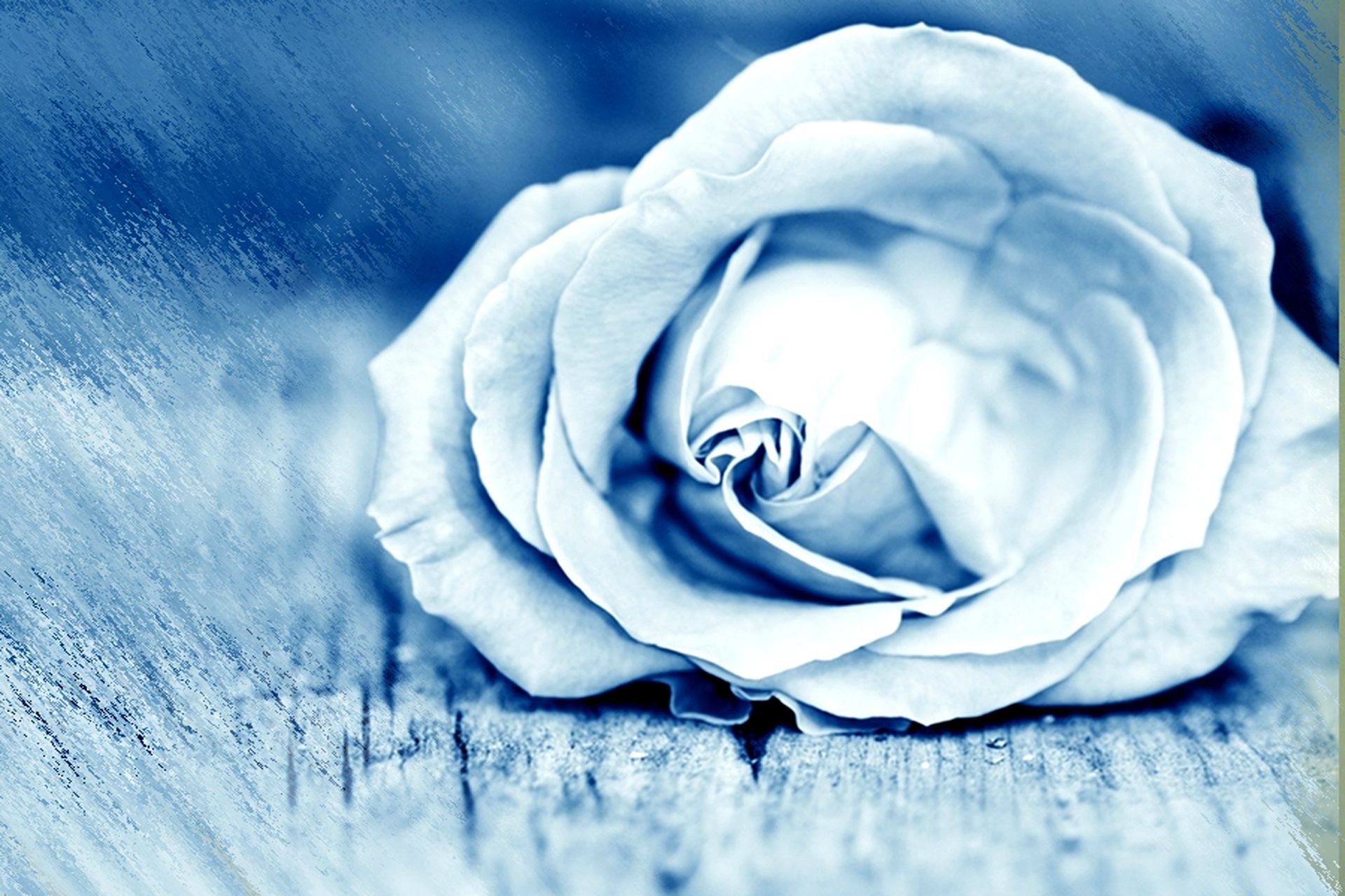 Download Blue Nature Rose HD Wallpaper