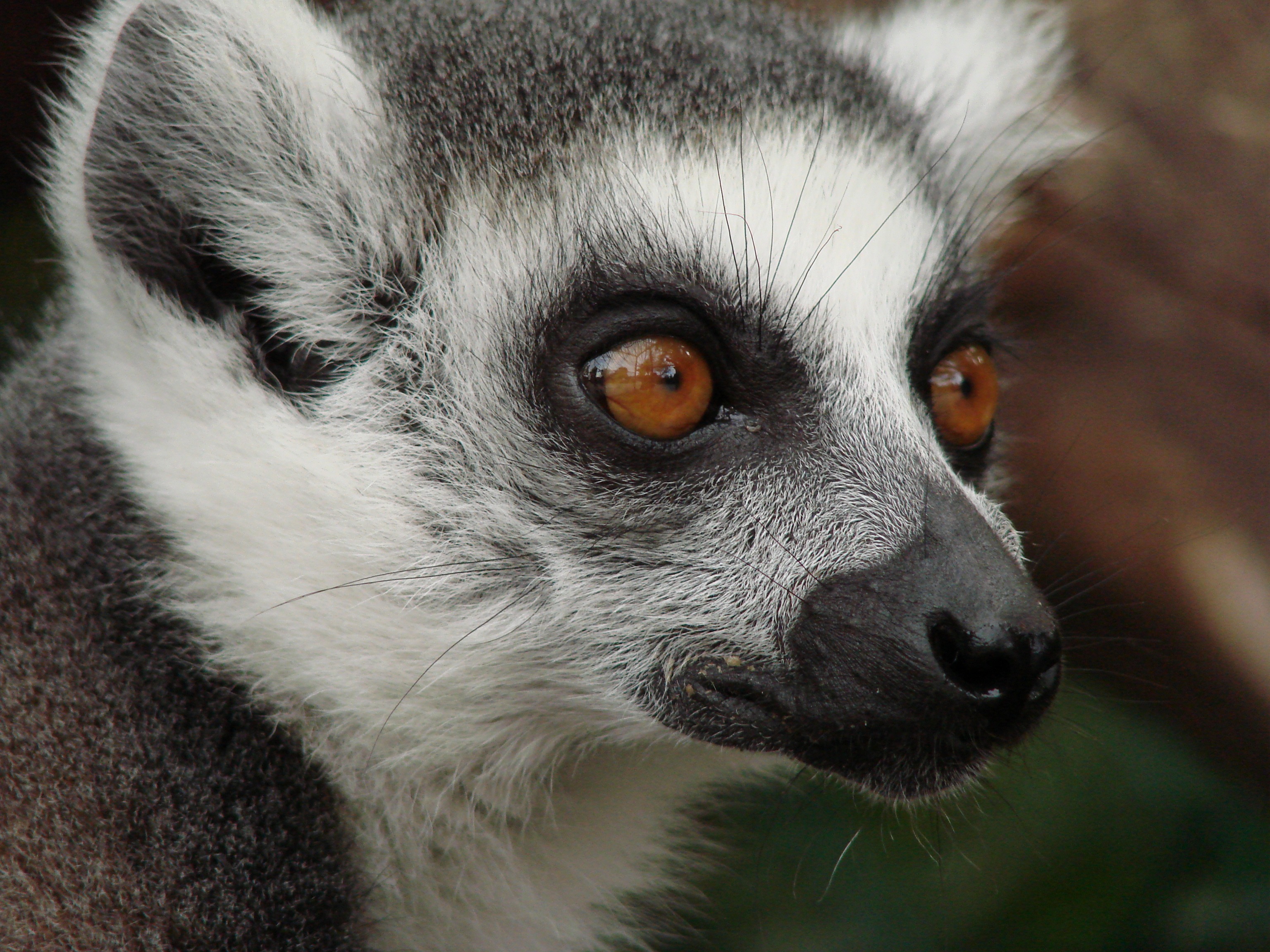 Download Closeup Animal Lemur HD Wallpaper