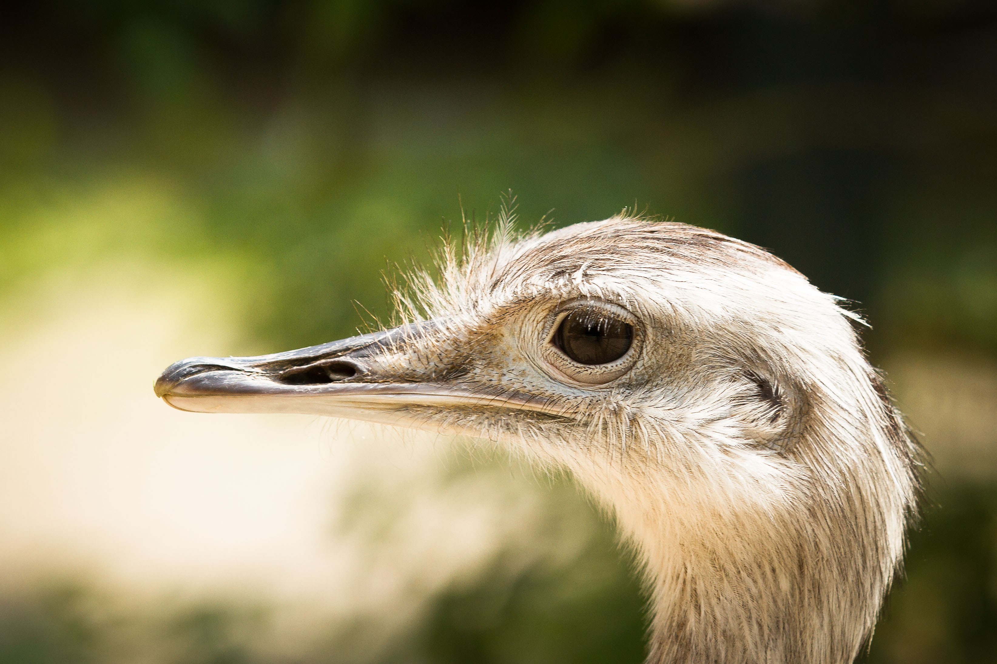 Ostrich HD Wallpaper Background Image 3287x2191