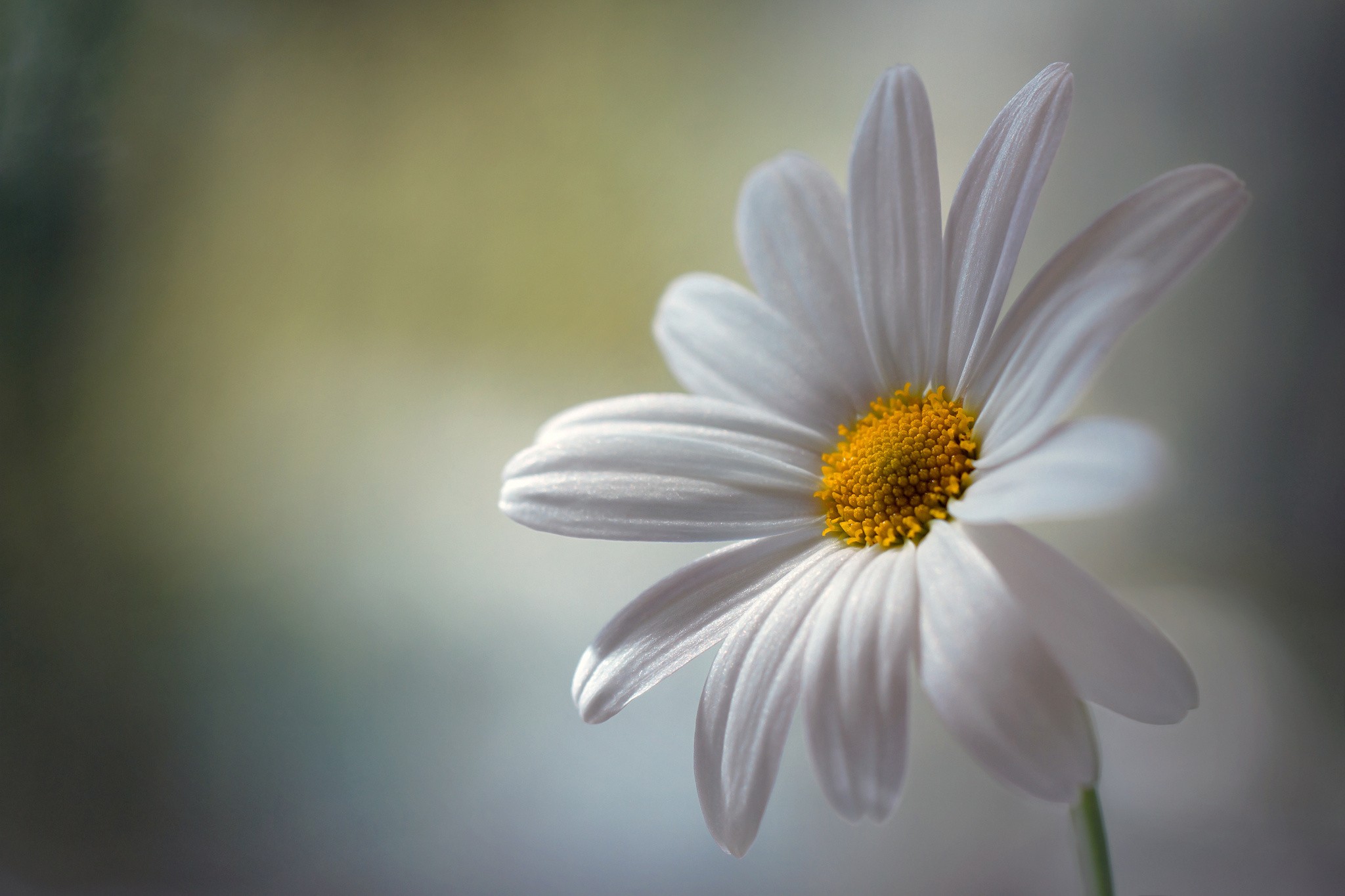 Download White Flower Nature Closeup Daisy HD Wallpaper