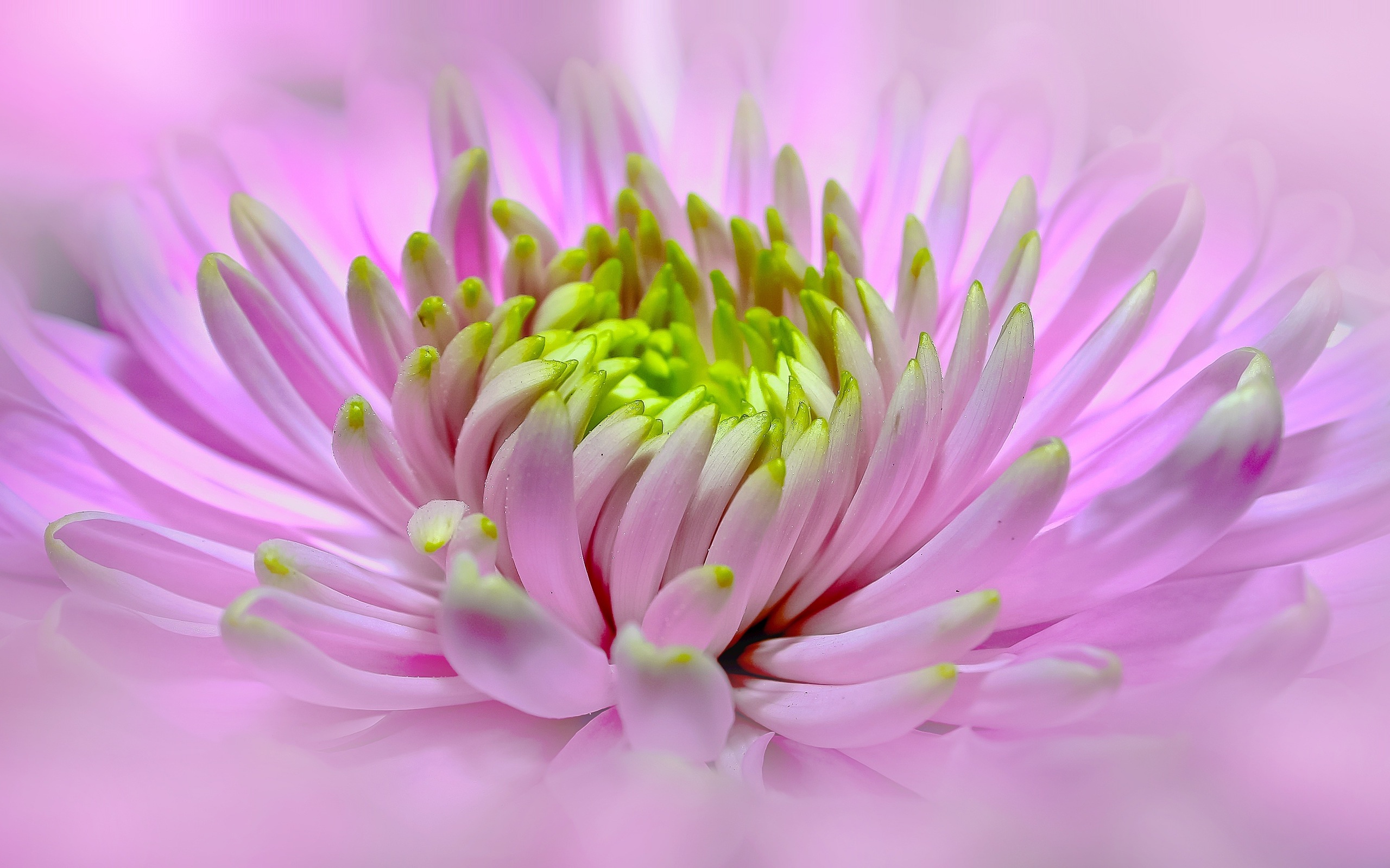 Download Pink Flower Macro Flower Nature Dahlia HD Wallpaper