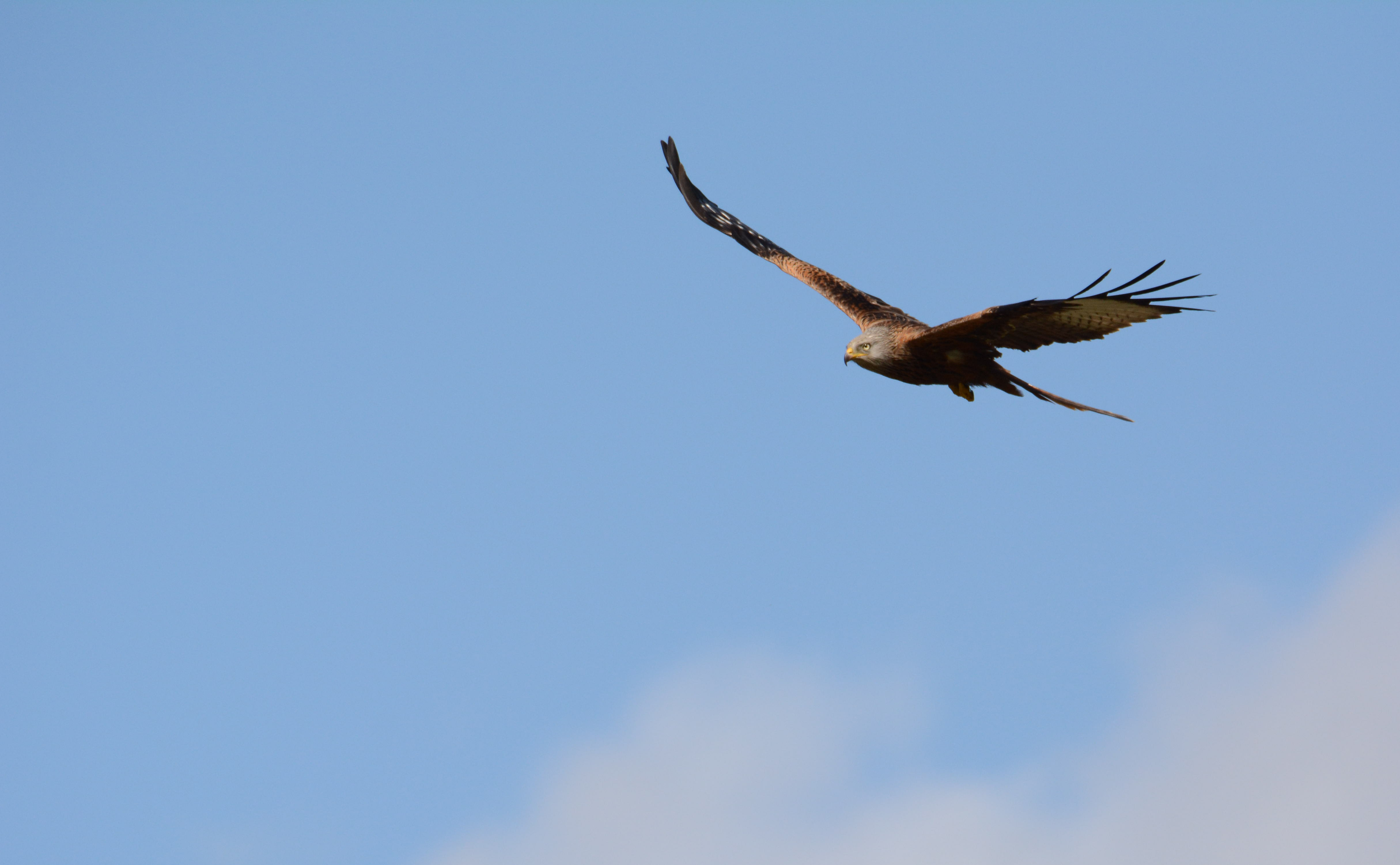 Download Red Kite Bird Animal Kite 4k Ultra HD Wallpaper by Christine