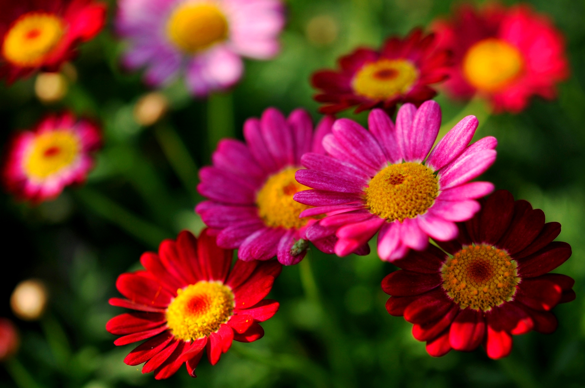 Download Red Flower Pink Flower Gerbera Flower Nature Daisy HD Wallpaper