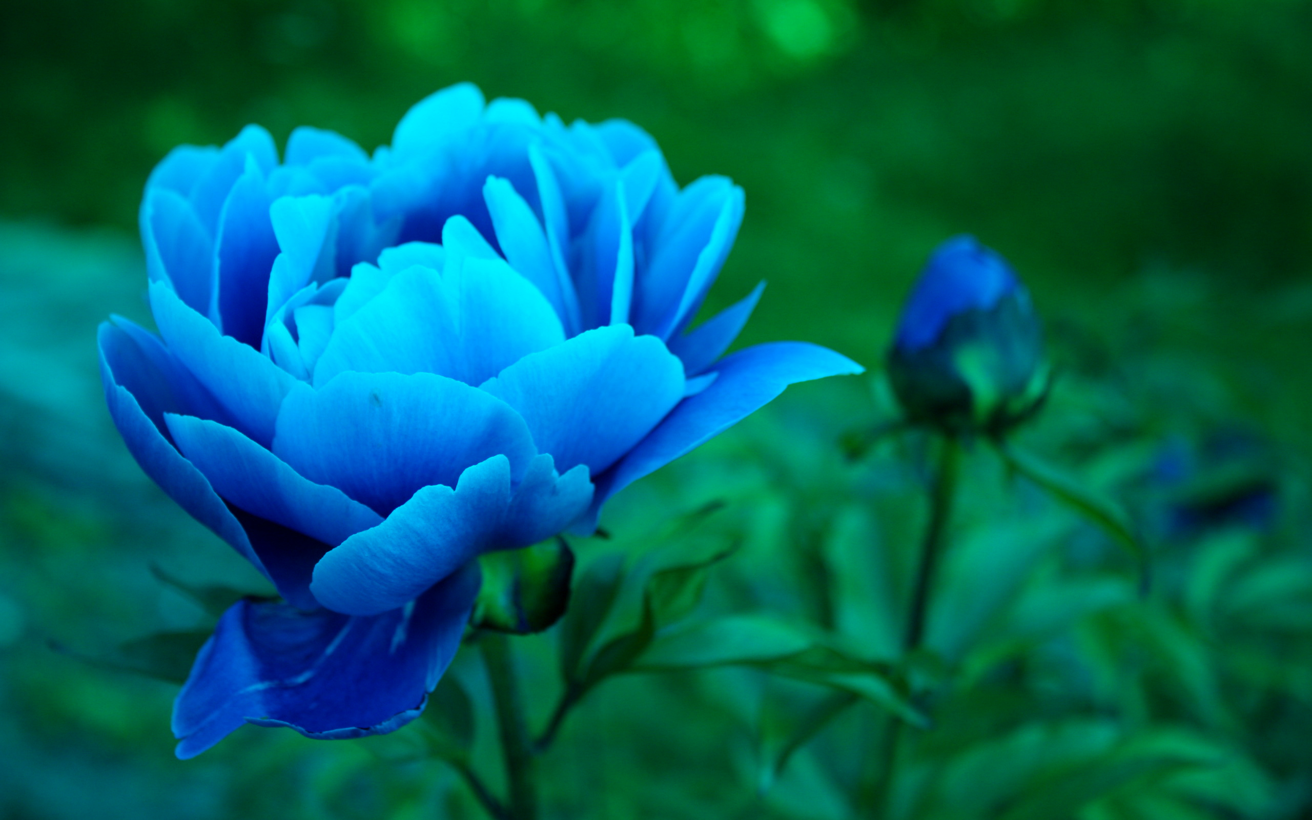 Download Blue Flower Closeup Flower Nature Peony HD Wallpaper
