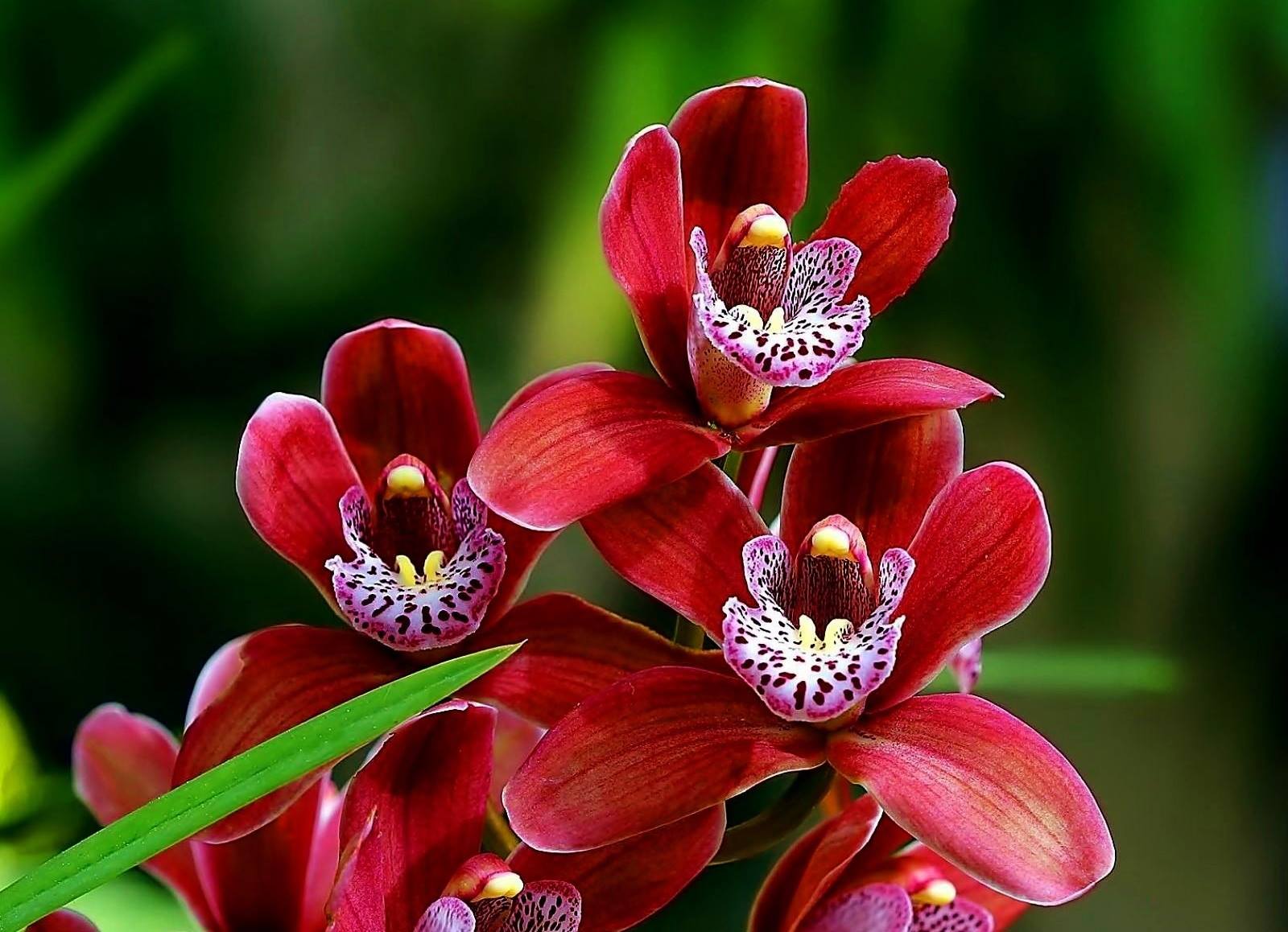 Red Orchids Wallpaper and Background Image 1600x1158 ID697370