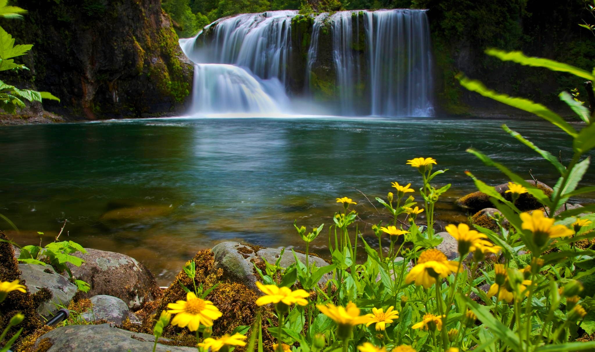 Download Flower Tree Forest Green Nature Waterfall HD Wallpaper