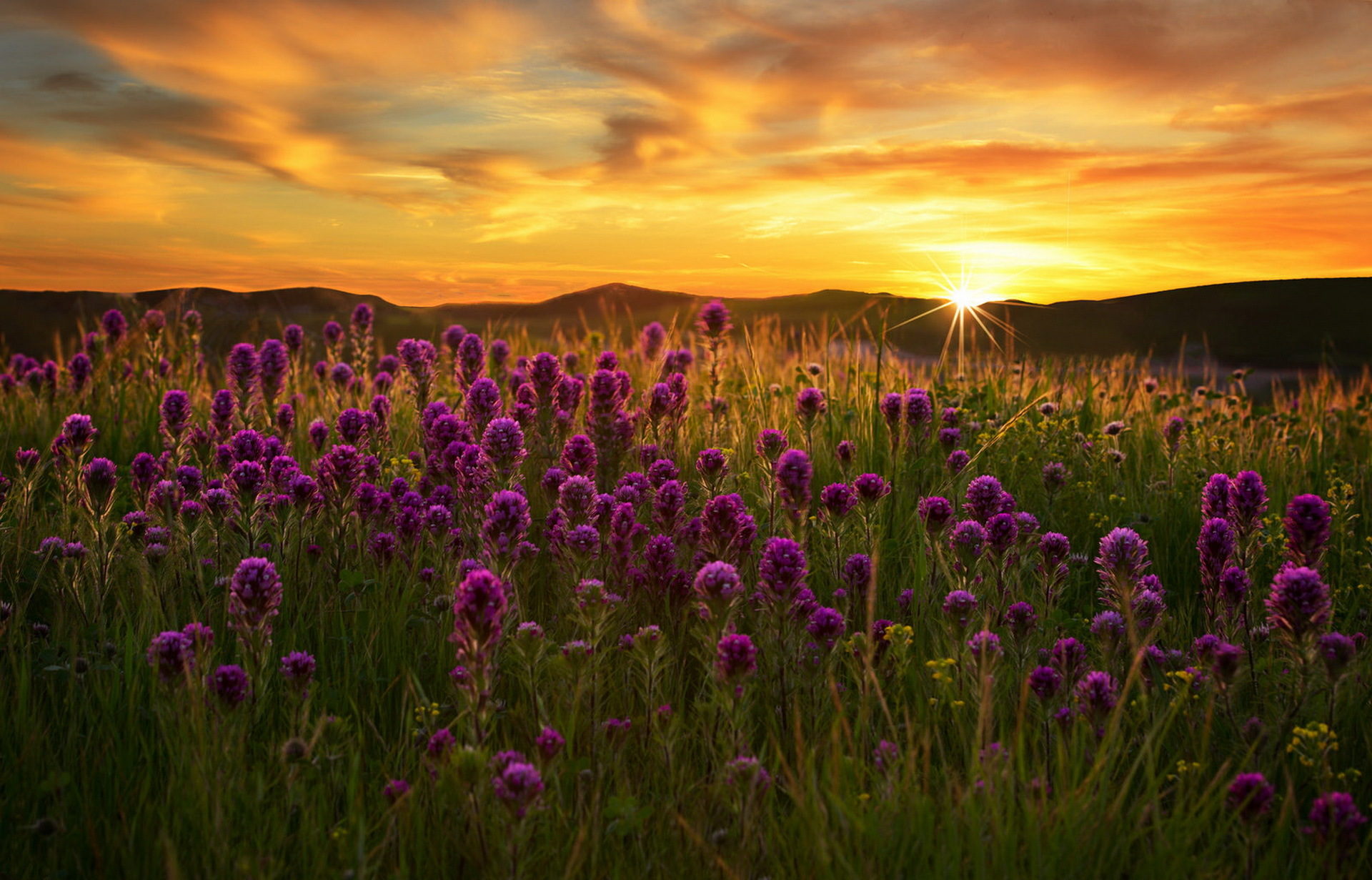 Download Purple Flower Sunrise Sun Field Nature Flower HD Wallpaper