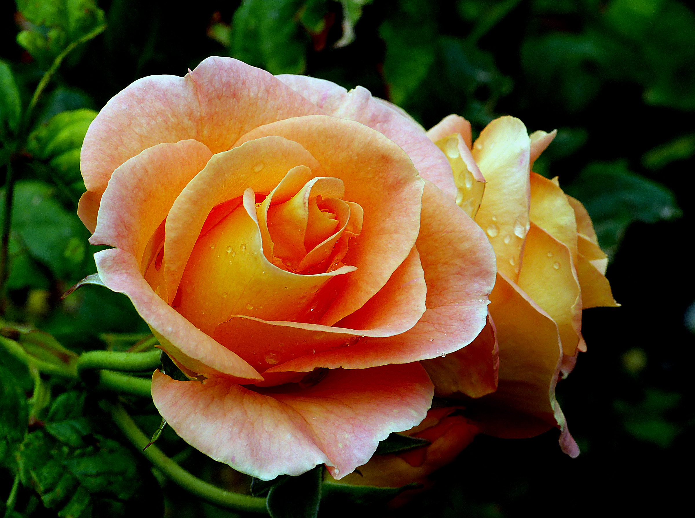 Download Peach Flower Flower Nature Rose HD Wallpaper
