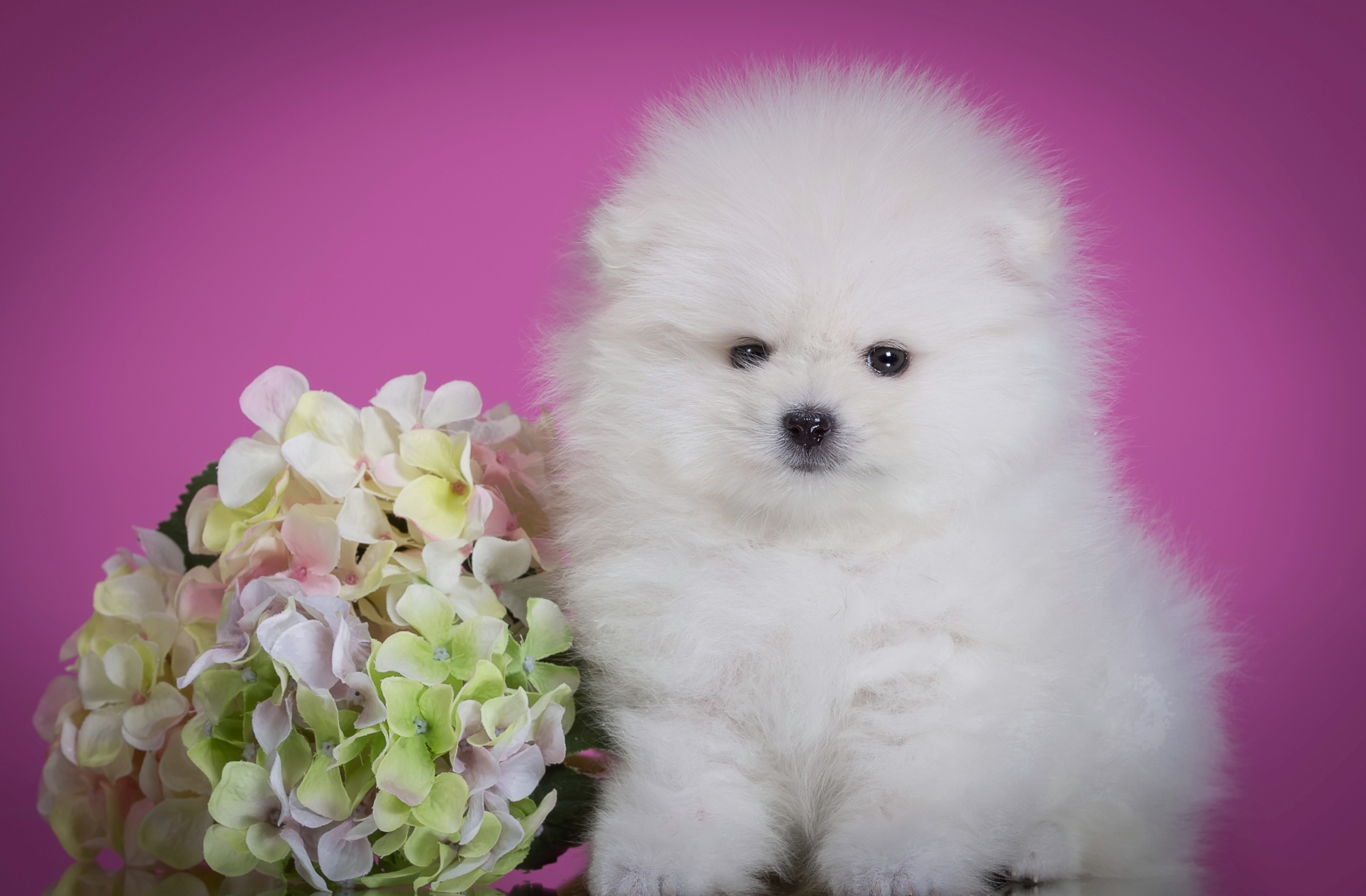 Download White Puppy Dog Animal Spitz HD Wallpaper