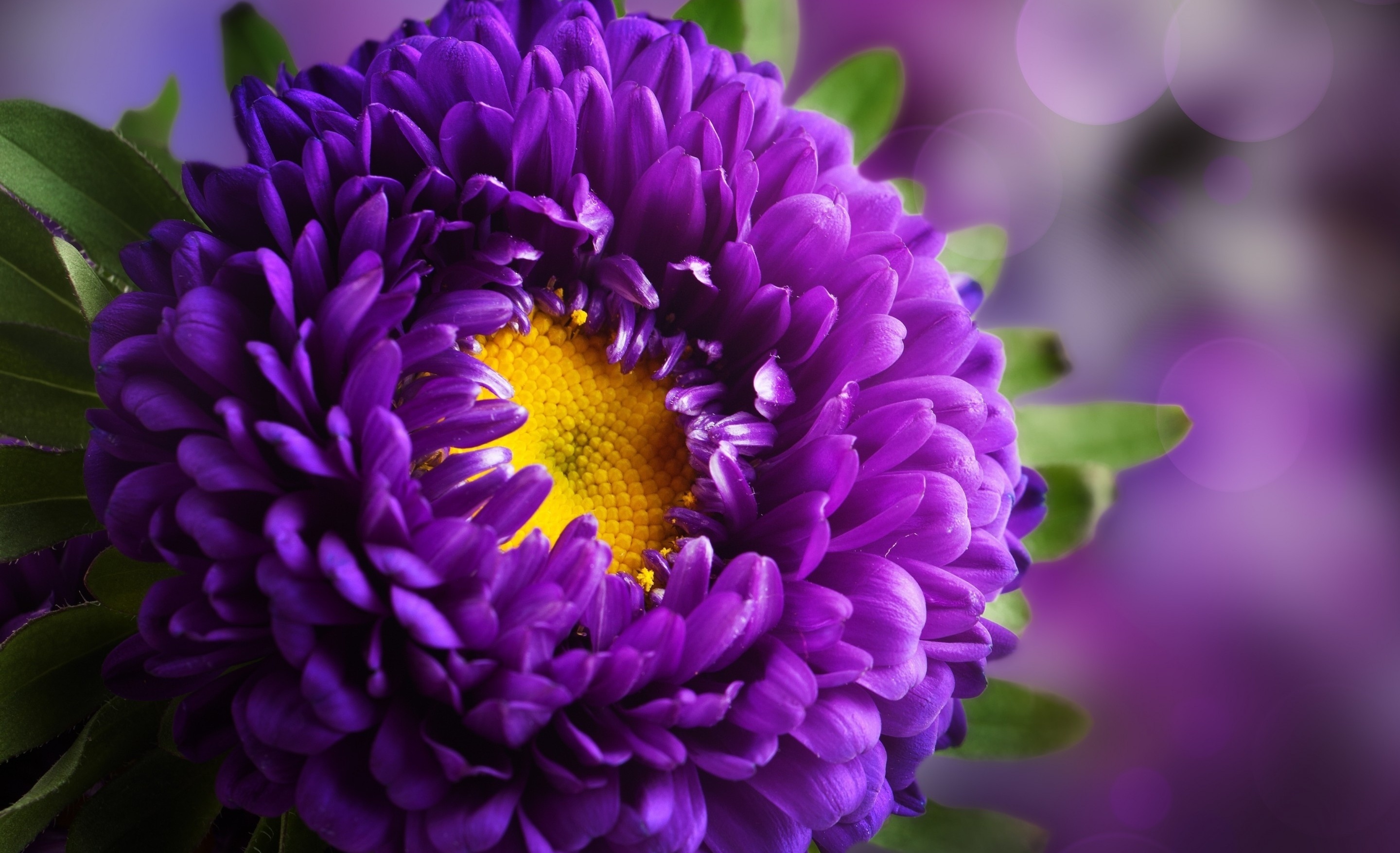 Download Purple Flower Closeup Nature Flower HD Wallpaper