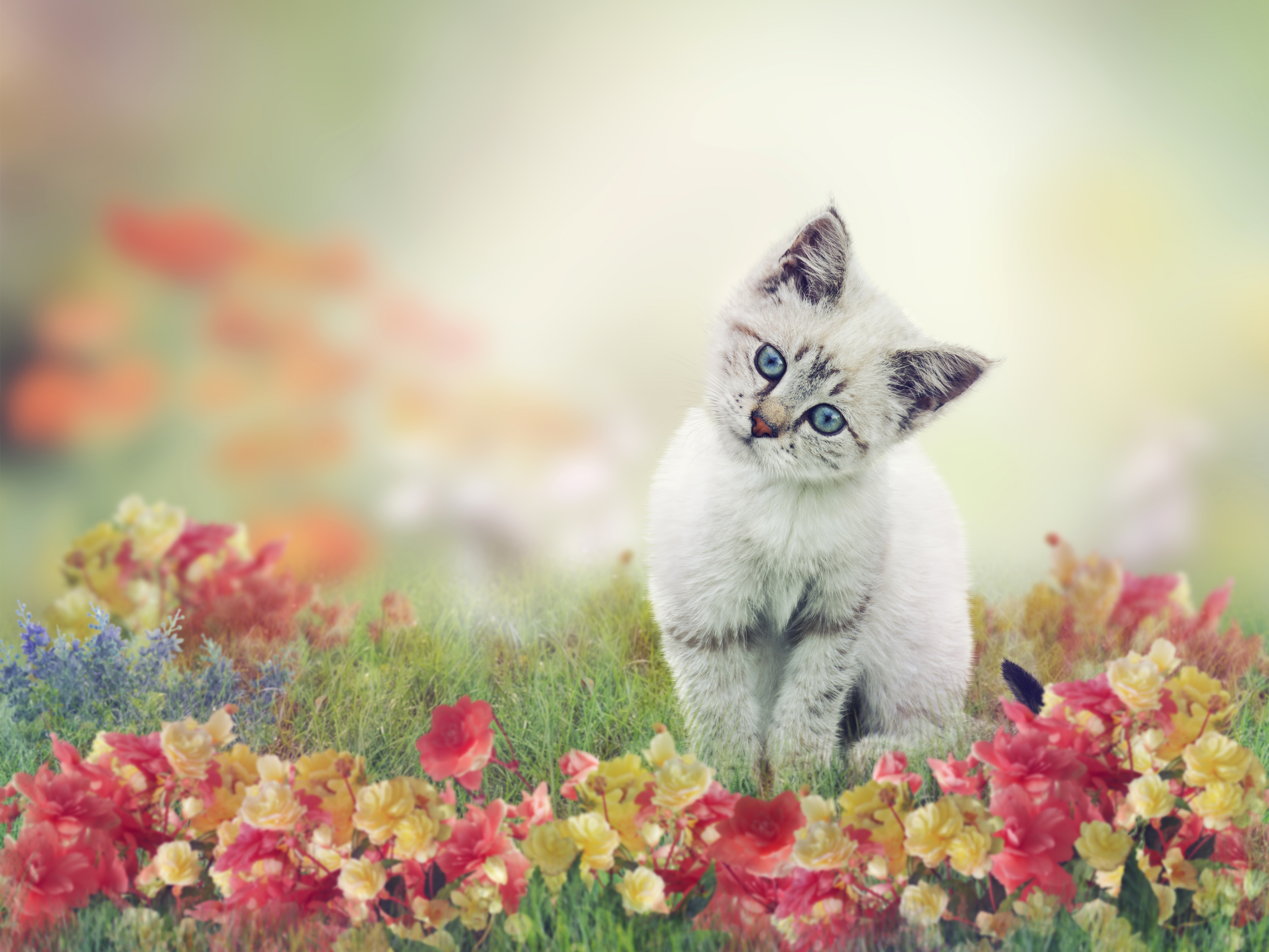 Cute White Kitten HD Wallpaper Background Image 3000x2250 ID
