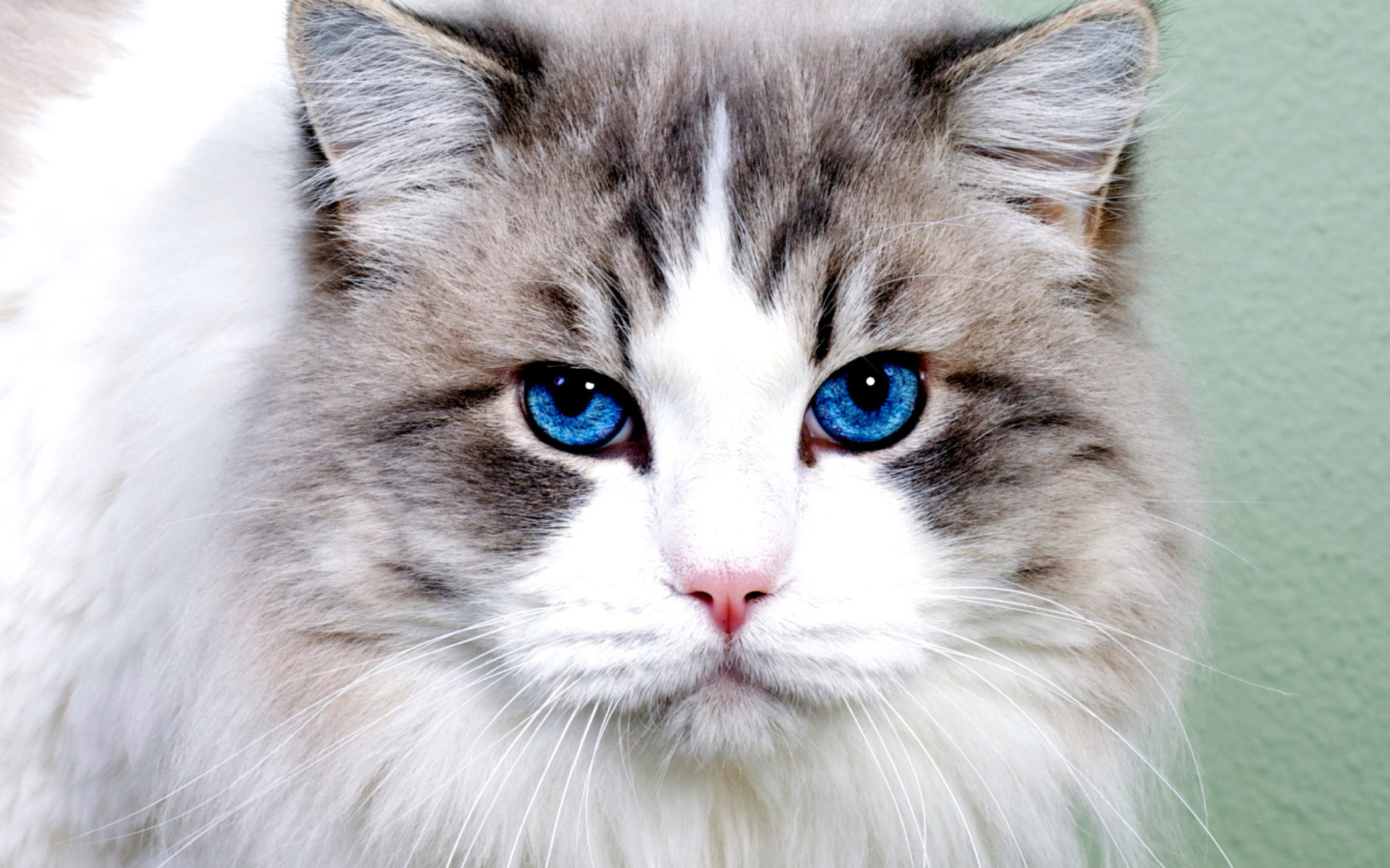 Download Blue Eyes Animal Cat HD Wallpaper
