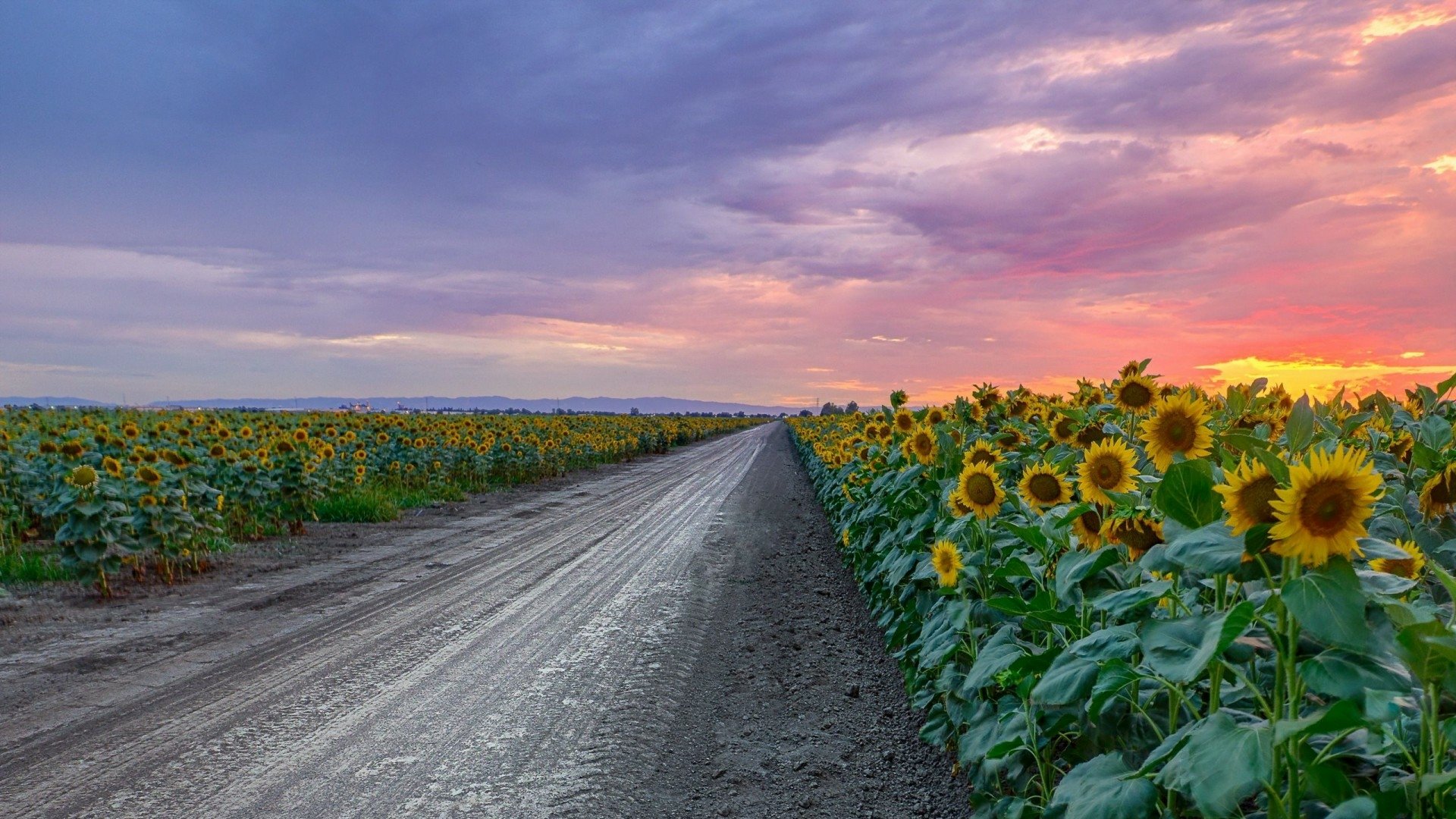 Download Sunflower Field Dirt Road Man Made Road HD Wallpaper
