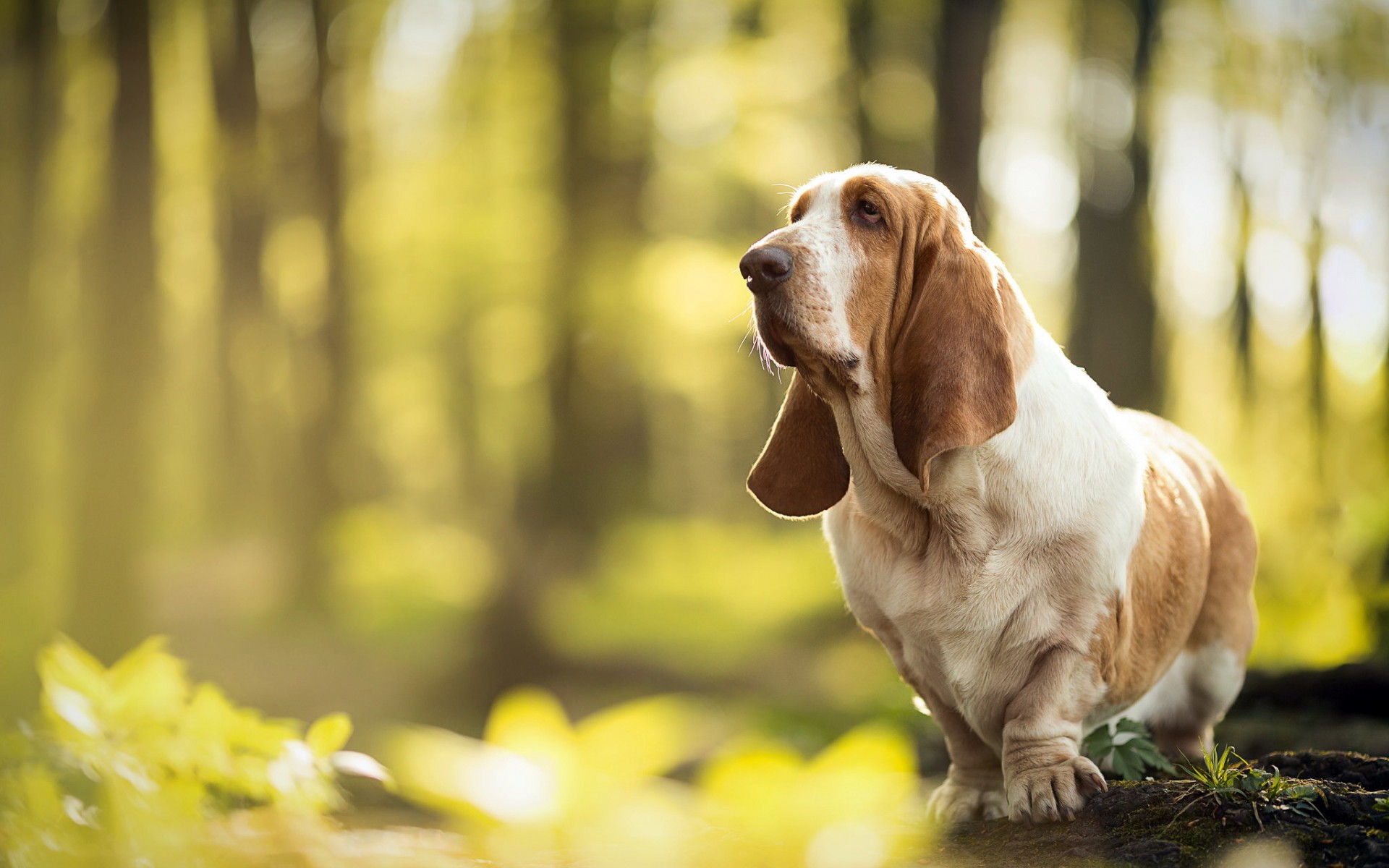 Download Dog Animal Basset Hound HD Wallpaper