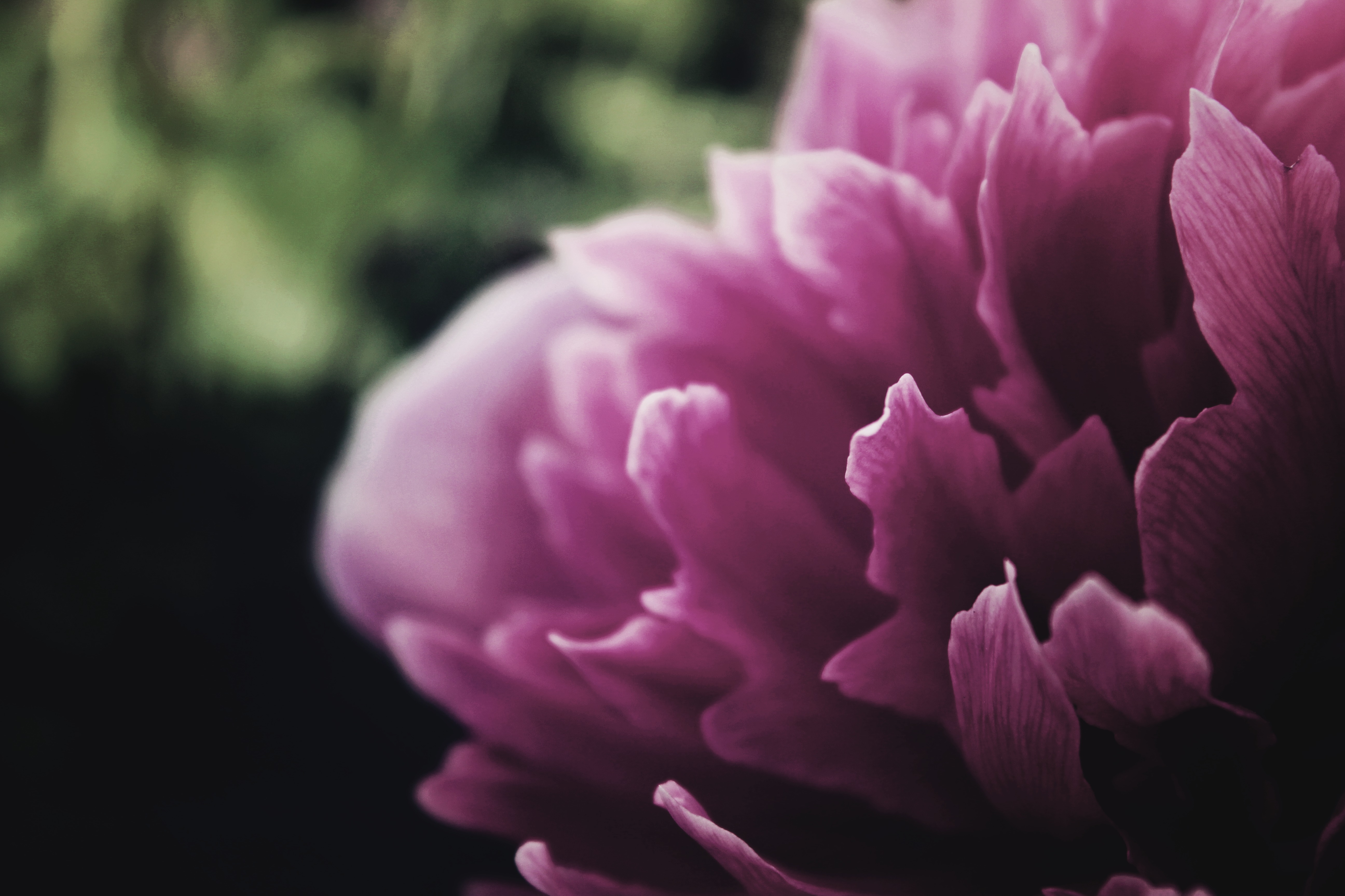 Download Closeup Flower Pink Flower Nature Peony 4k Ultra HD Wallpaper