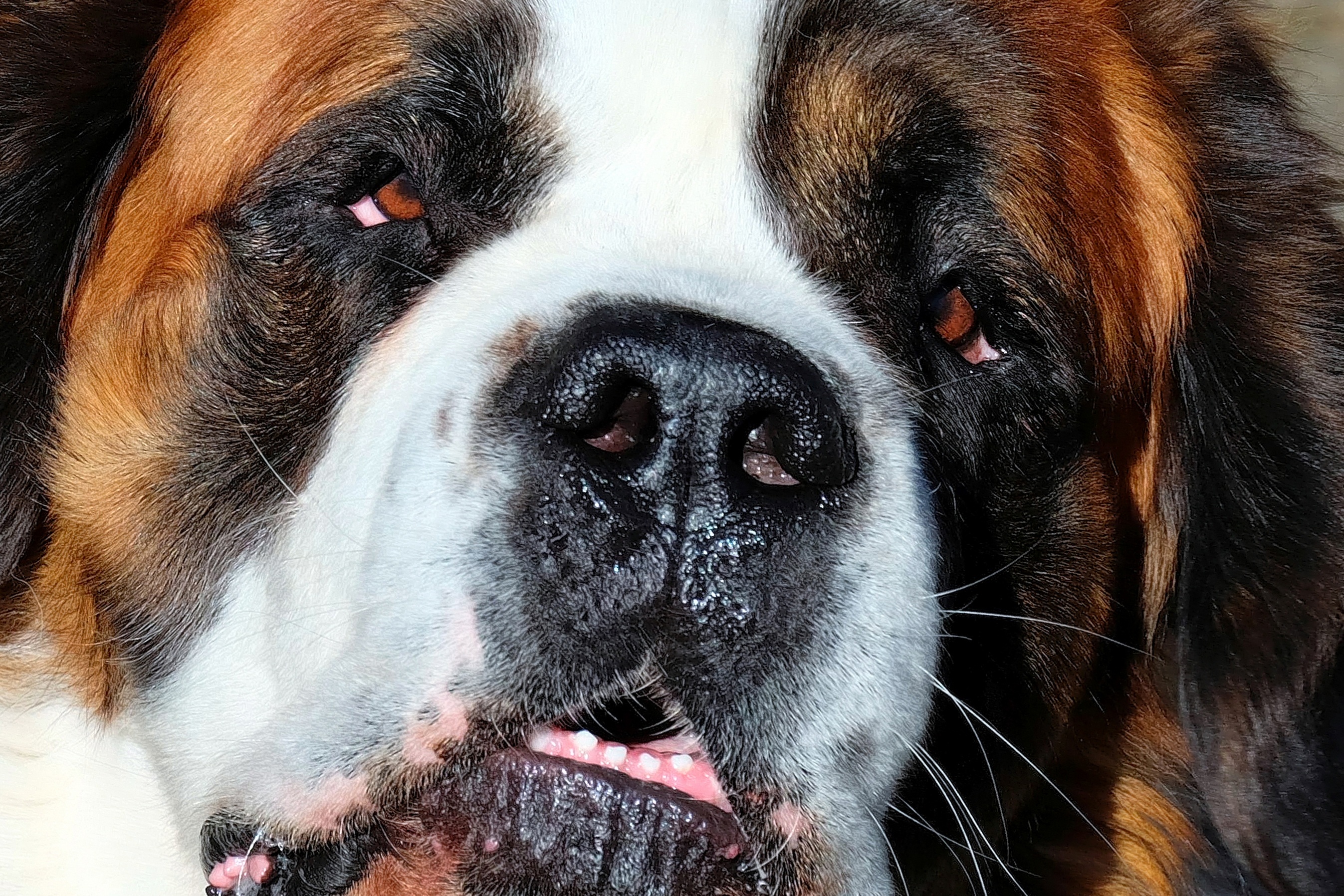 St. Bernard HD Wallpaper by Couleur