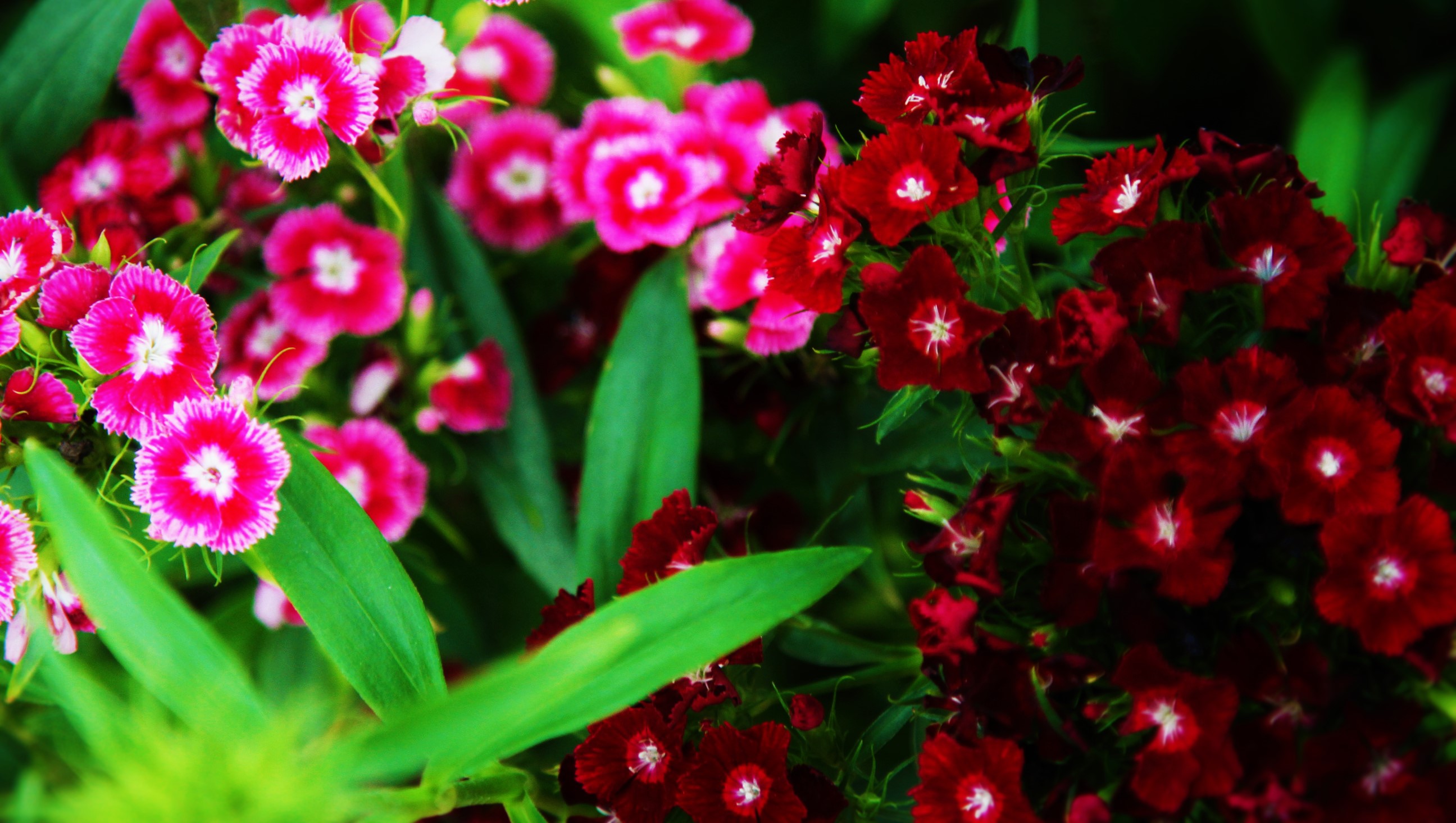 Red Pink Flowers by Hieu353Extrope