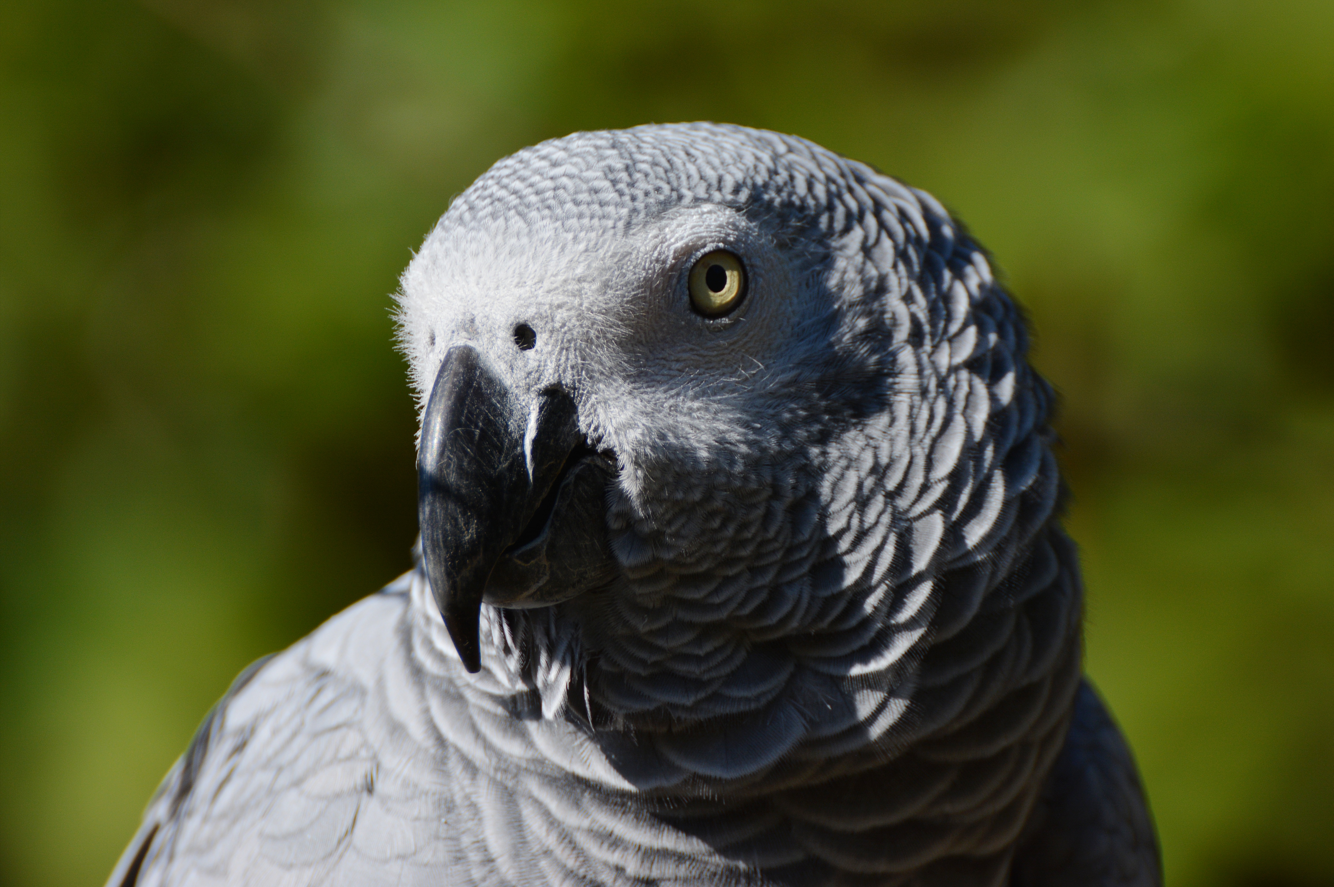 African Grey Parrot 5k Retina Ultra HD Wallpaper Background Image