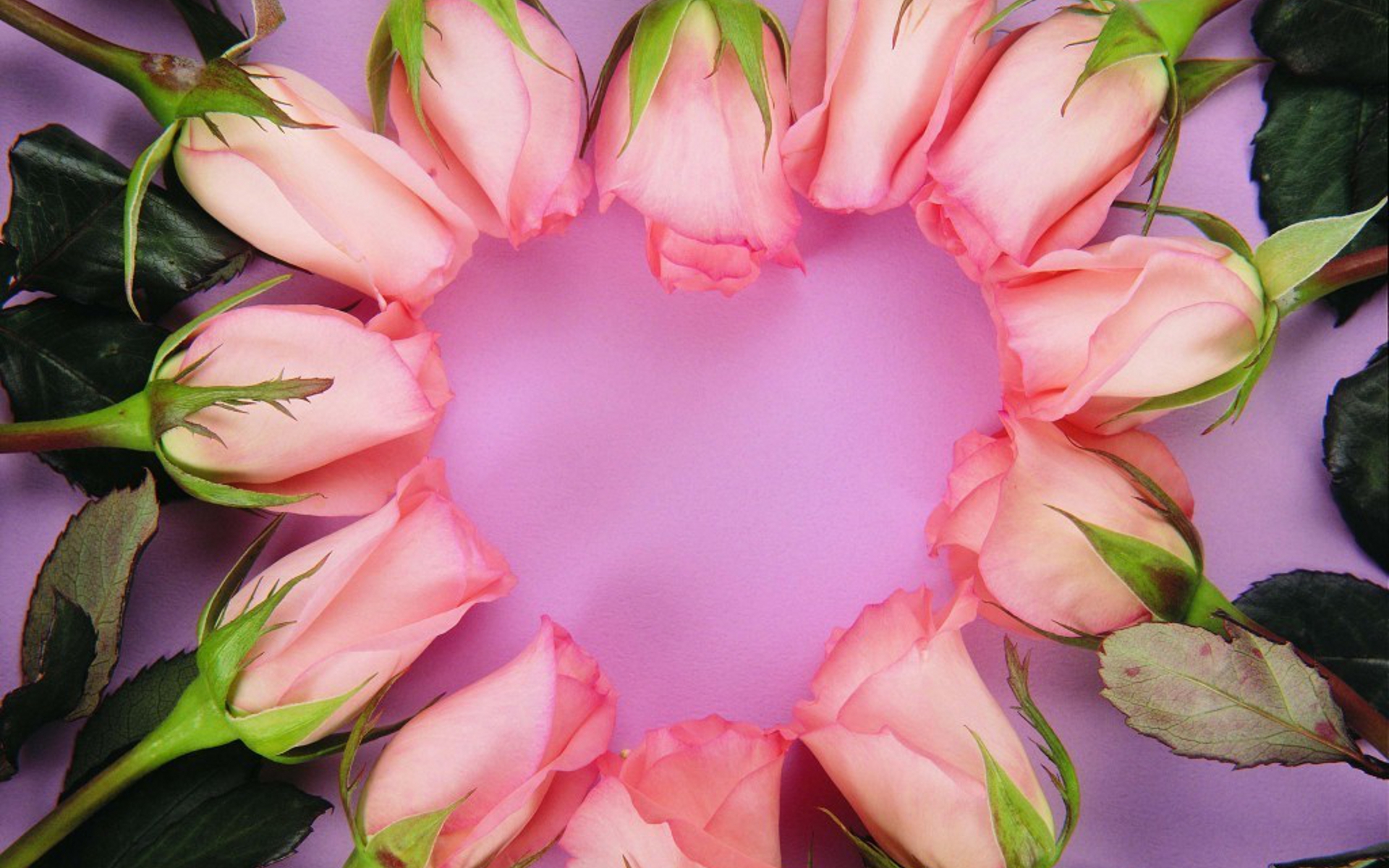 Download Bud Heart Flower Nature Rose HD Wallpaper
