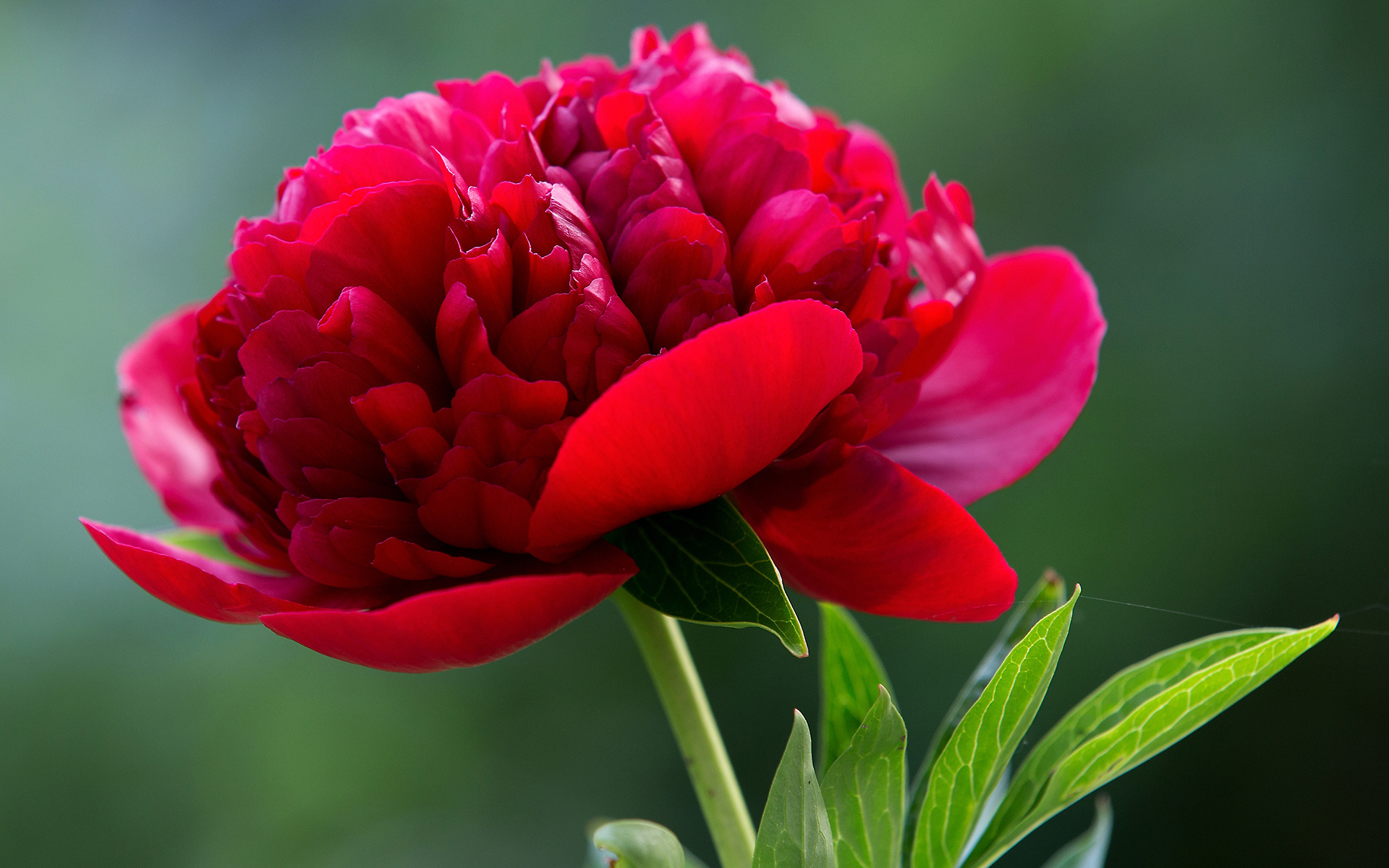 Download Red Flower Closeup Flower Nature Peony HD Wallpaper