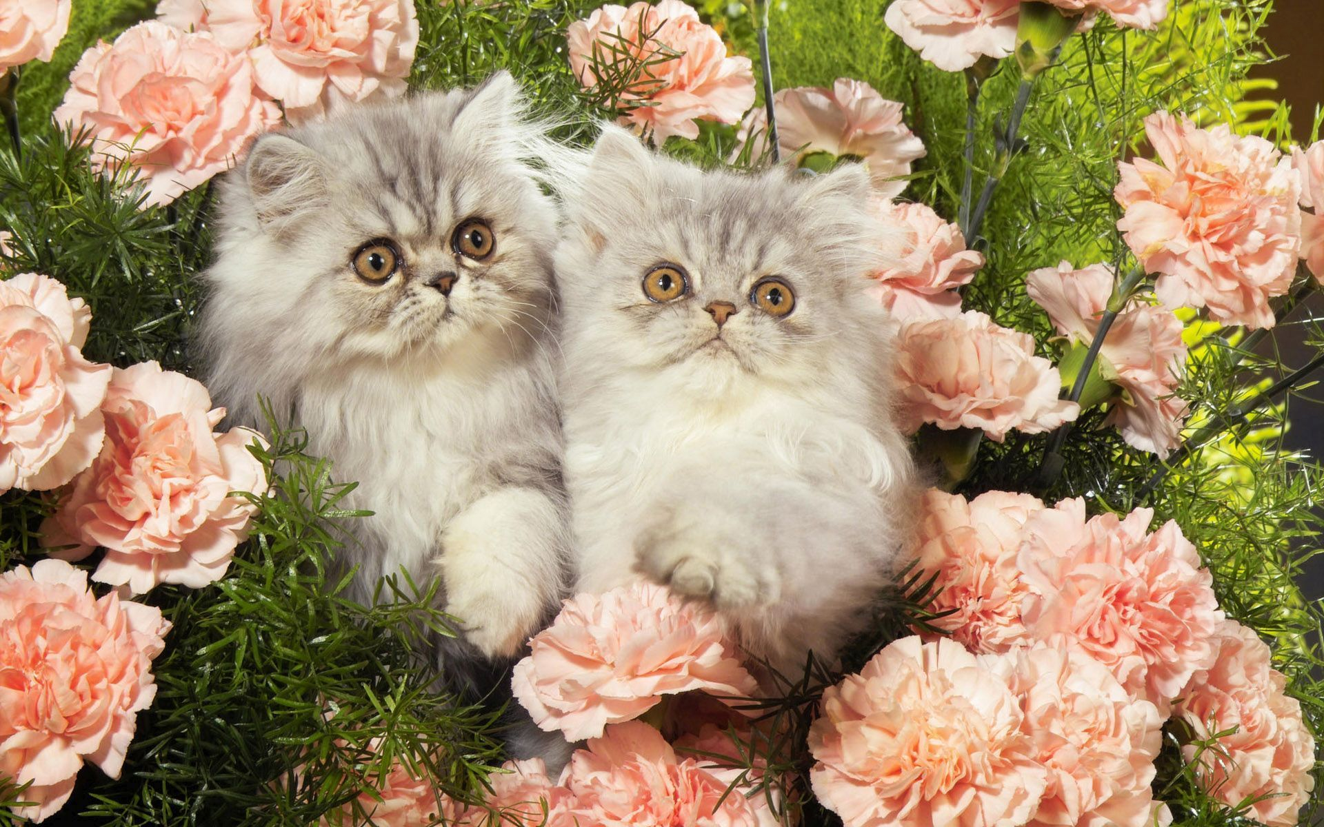 Download Carnation Baby Animal Pink Flower Flower Persian Cat Fluffy