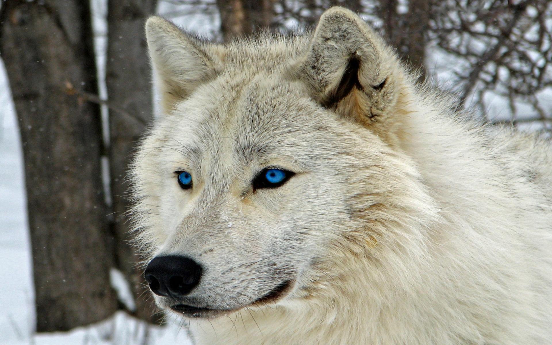 White Wolf with Blue Eyes HD Wallpaper