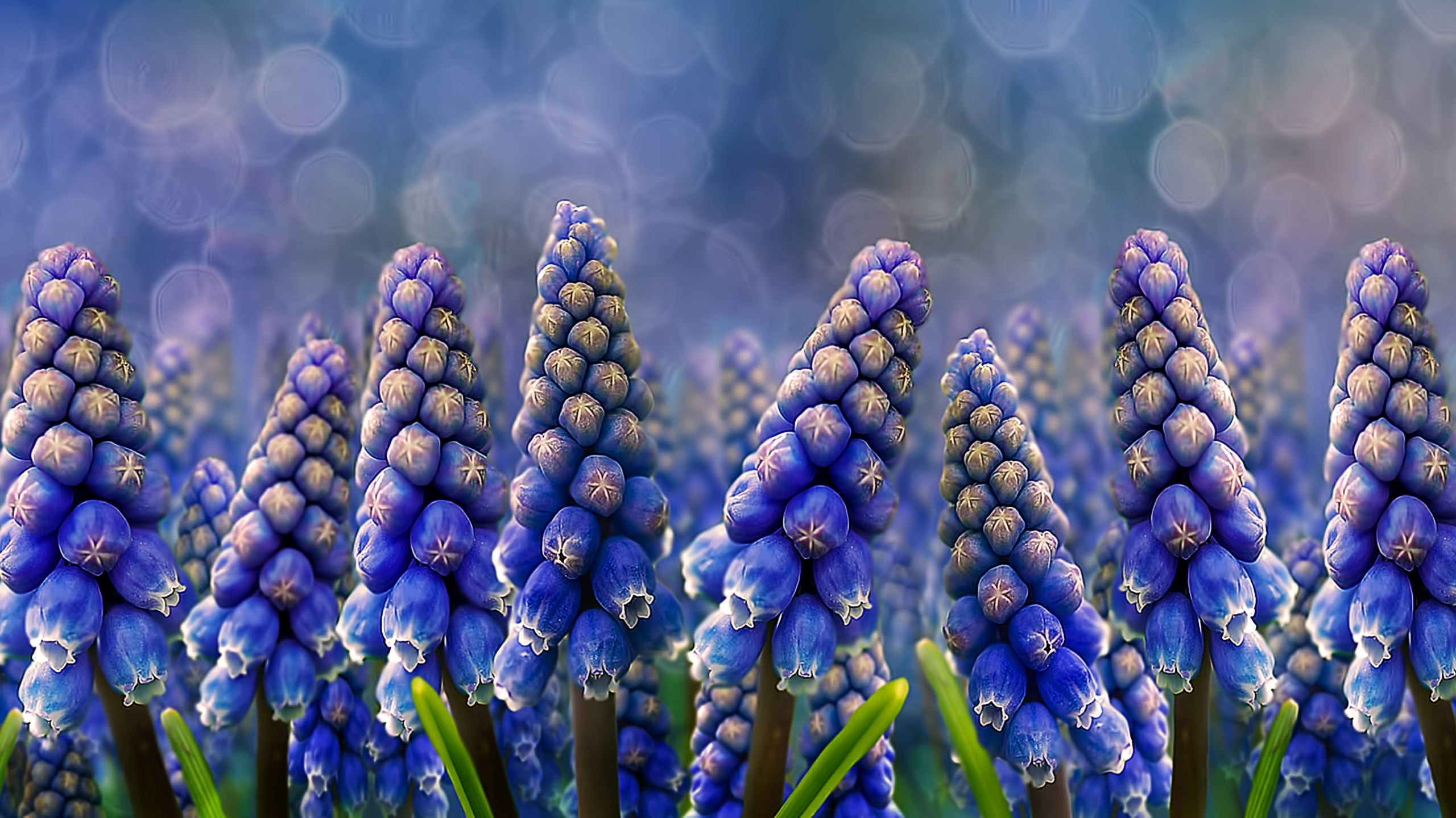 Purple Hyacinth Wallpaper