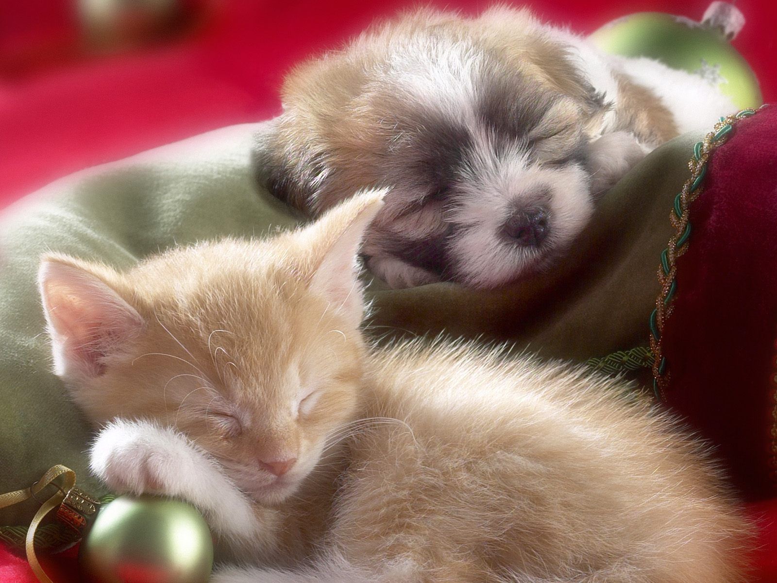 Sleeping Cat And Dog Wallpaper