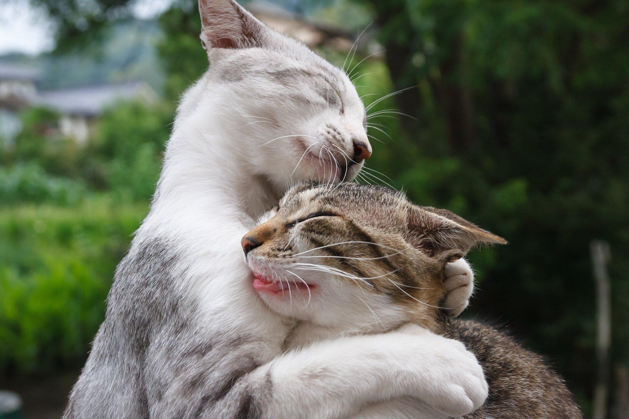 Two Cats Hugging