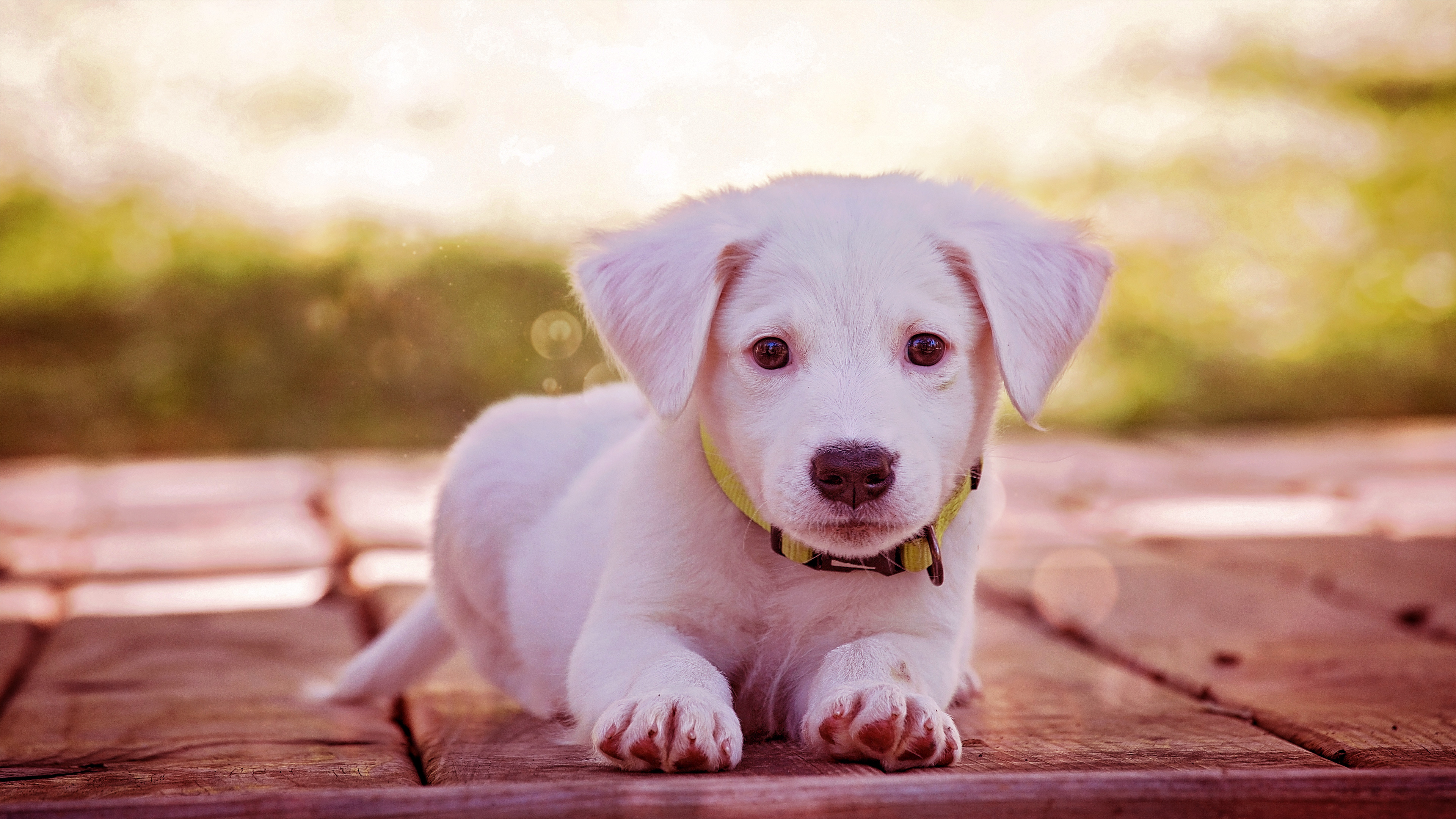 Puppy 4k Ultra HD Wallpaper Background Image 3840x2160 ID799096