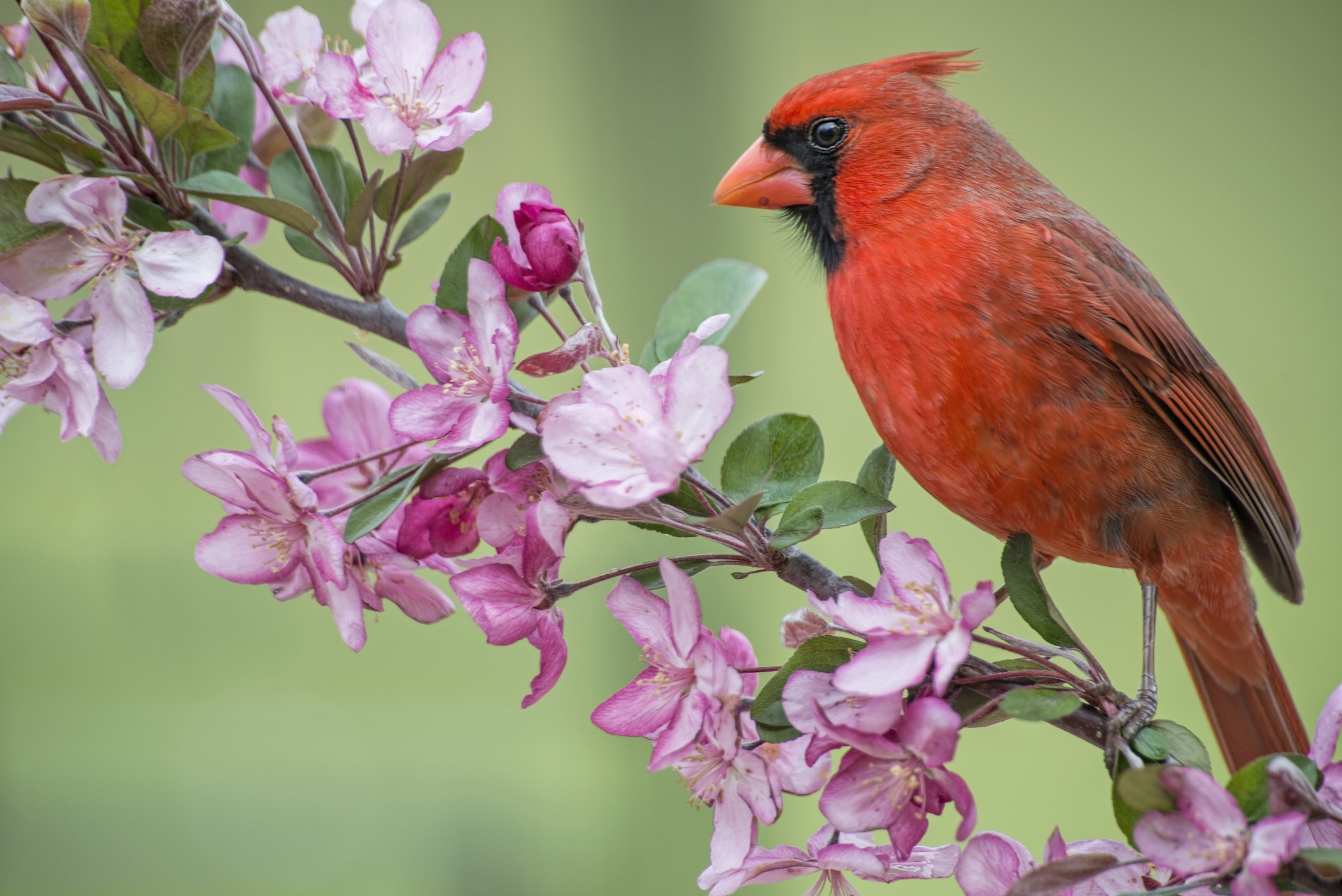 Download Flower Branch Cardinal Bird Animal Northern Cardinal HD Wallpaper