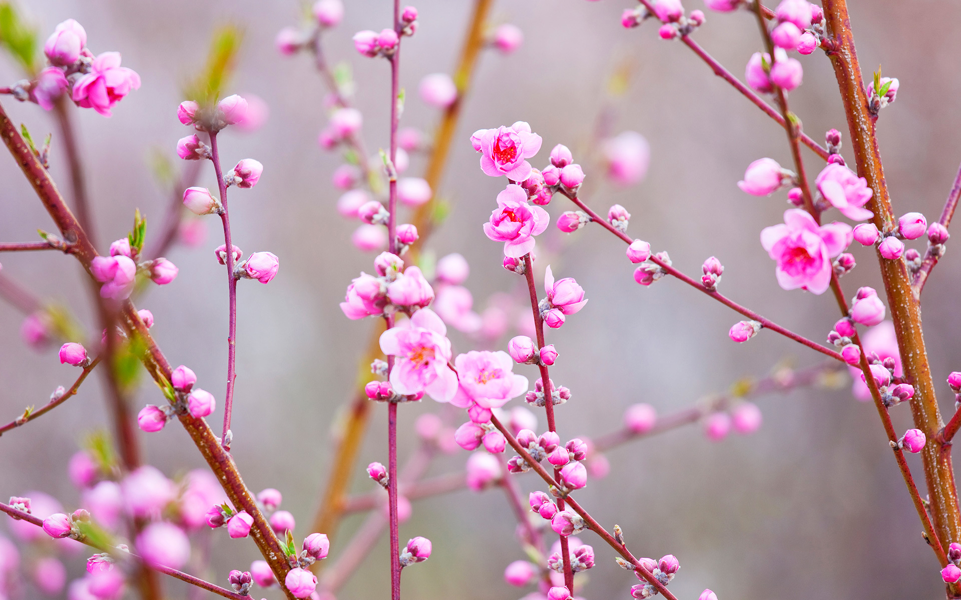 Download Branch Pink Flower Flower Nature Blossom HD Wallpaper