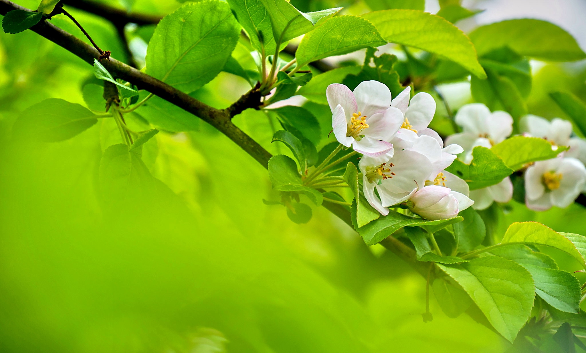 Download White Flower Branch Flower Nature Blossom HD Wallpaper