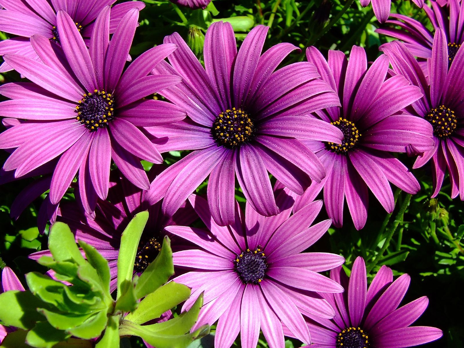 Download Purple Flower Daisy Nature Daisy Wallpaper