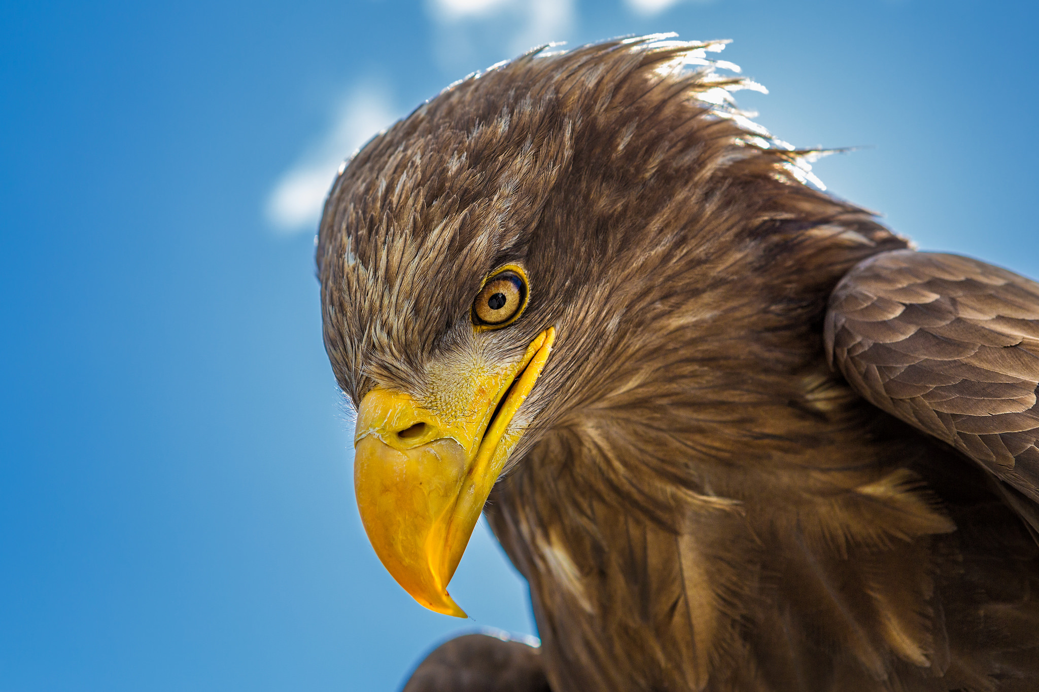 Majestic Golden Eagle HD Wallpaper by QuantumCurator
