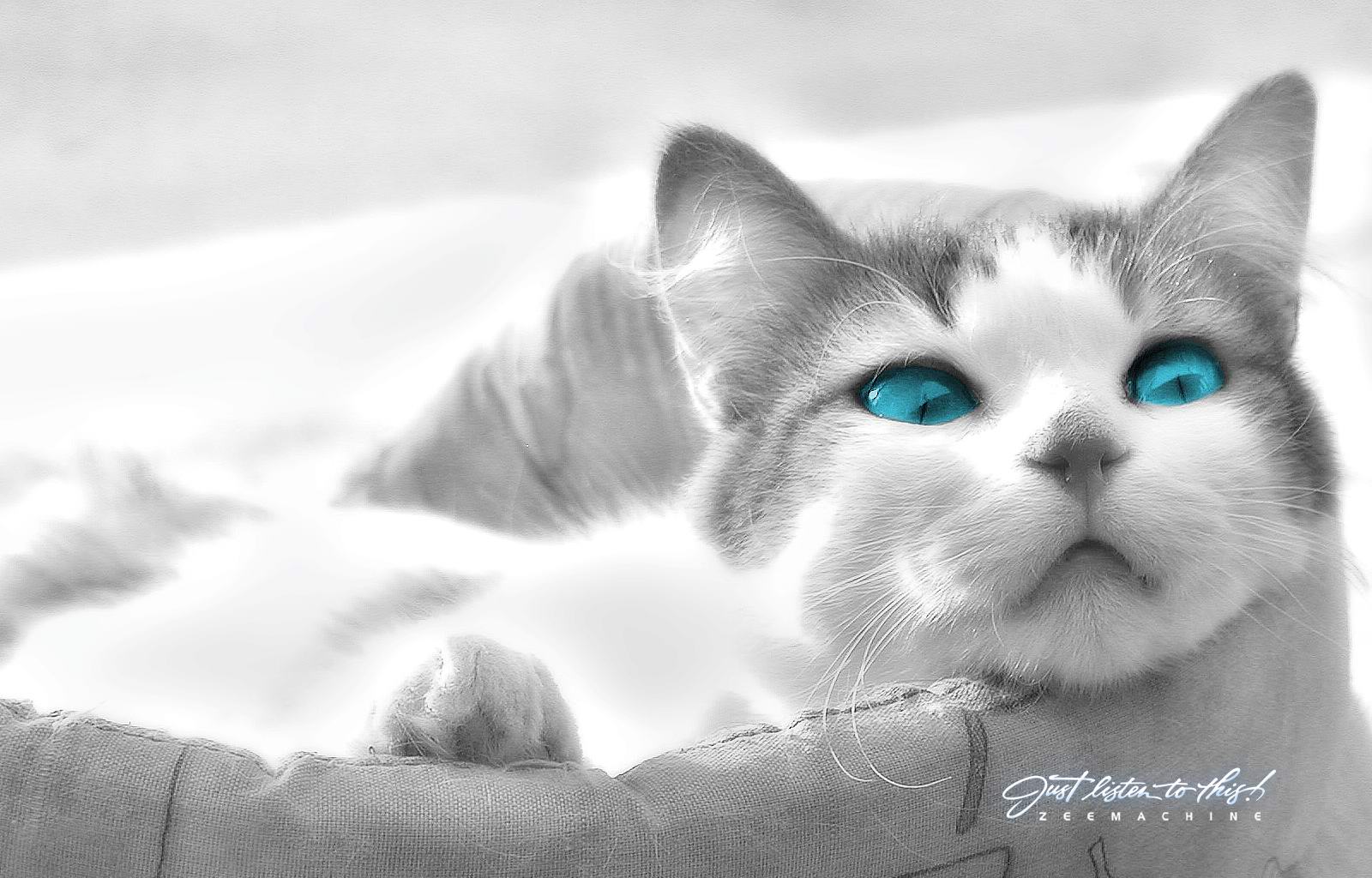 Download Blue Eyes Animal Cat Wallpaper