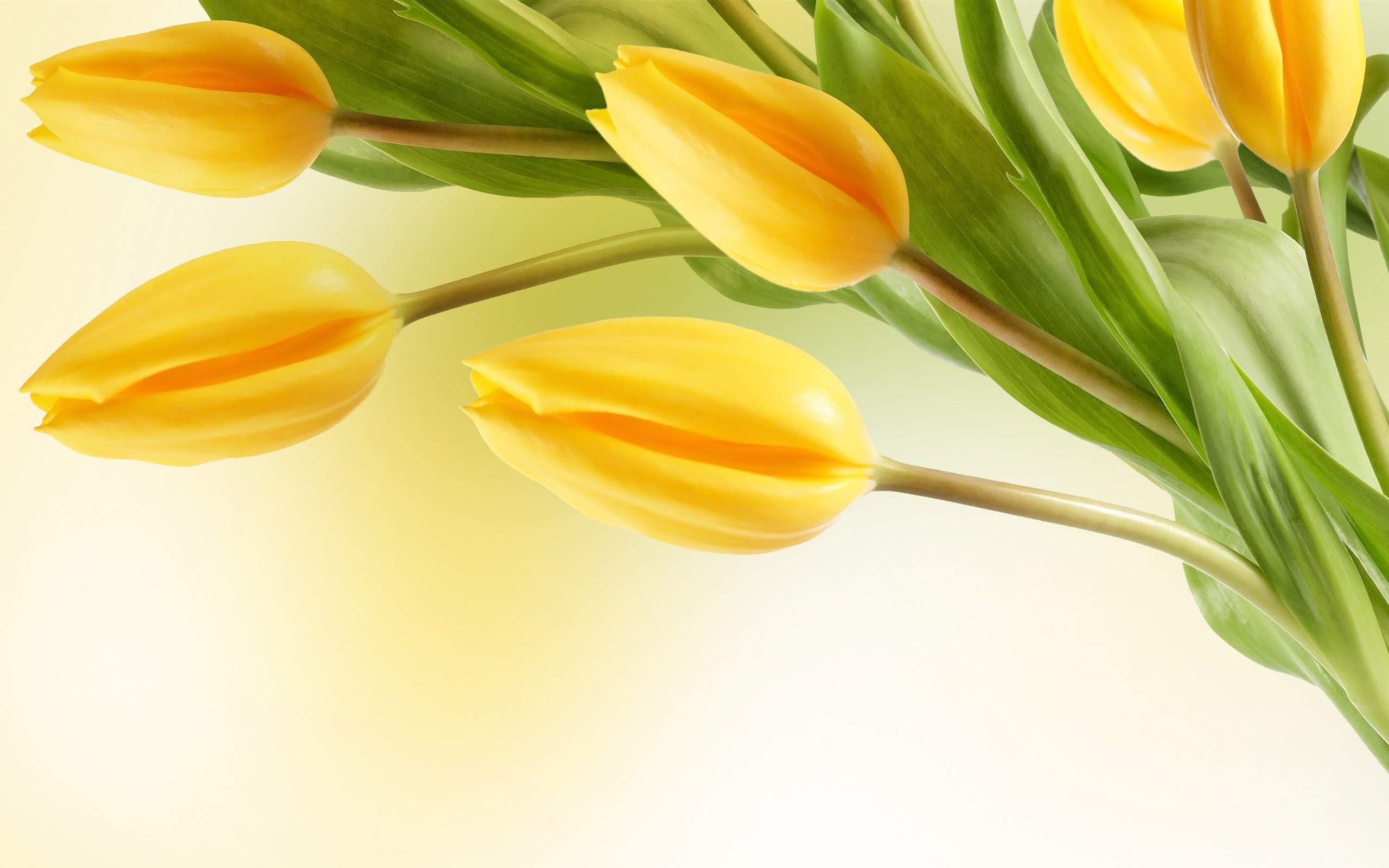 Download Yellow Flower Flower Nature Tulip HD Wallpaper