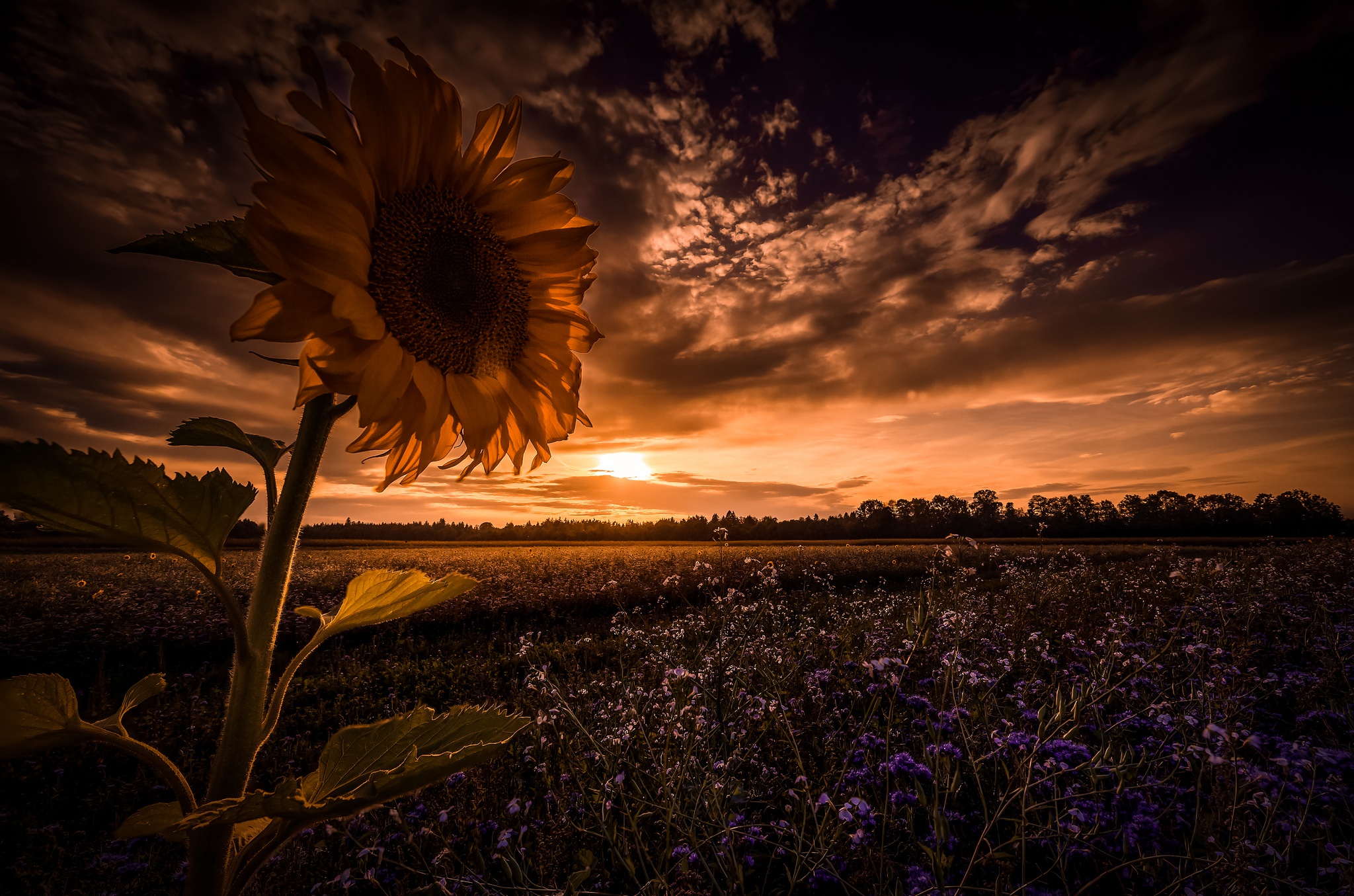 Download Flower Sky Nature Field Sunflower Sunset HD Wallpaper