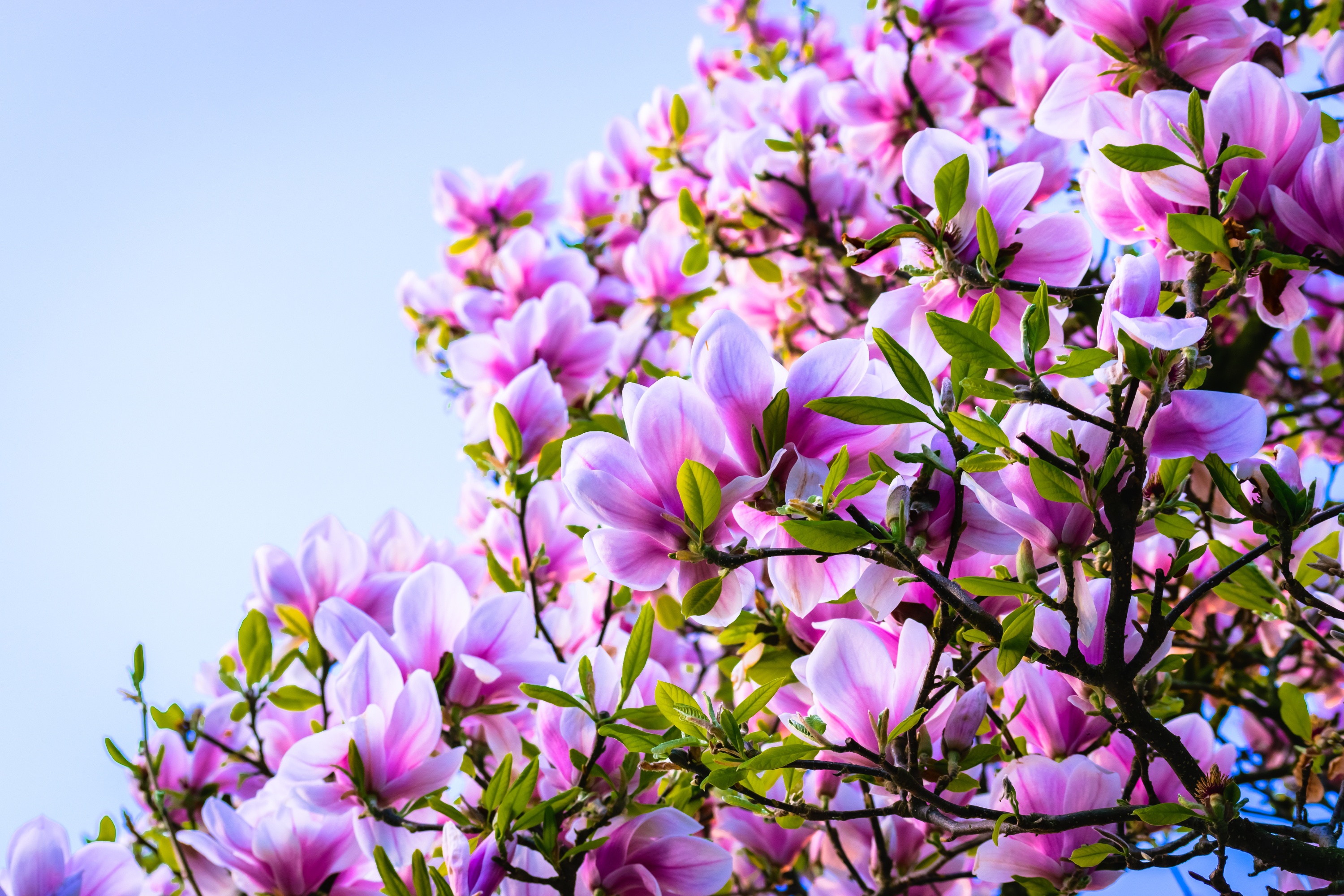 Magnolia HD Wallpaper Background Image 3000x2000