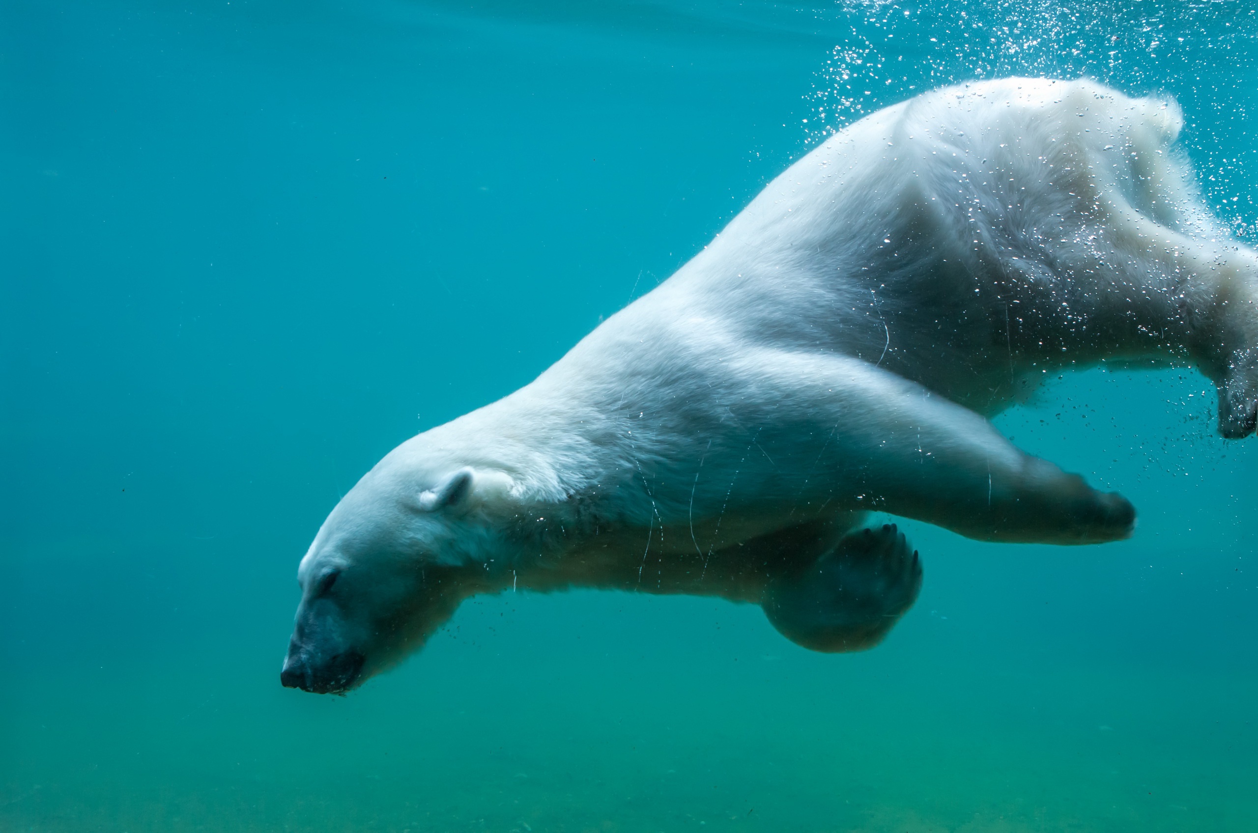 Underwater Polar Bear HD Wallpaper