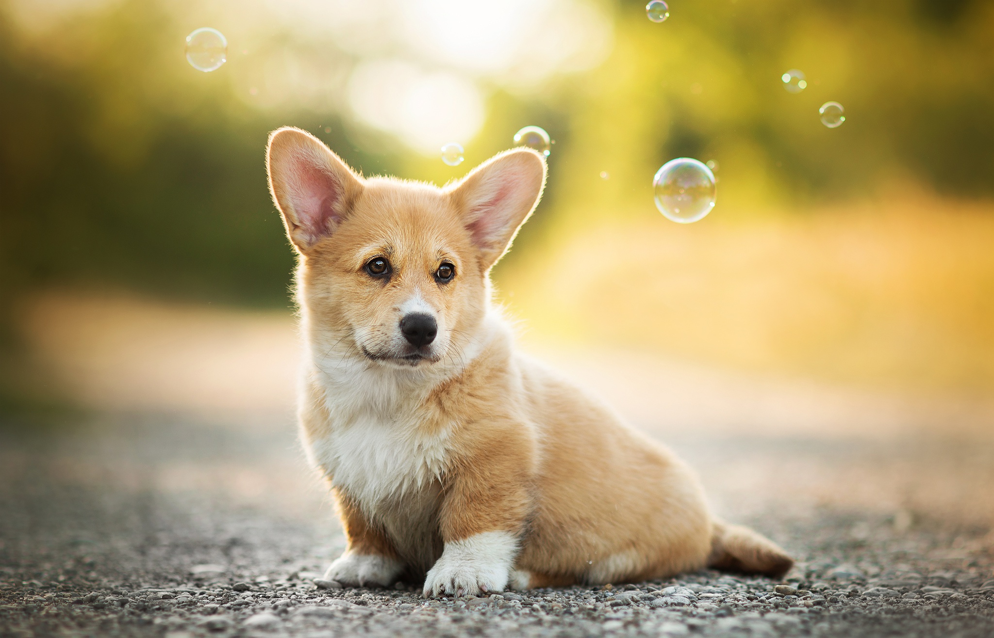Download Bubble Puppy Baby Animal Depth Of Field Dog Animal HD