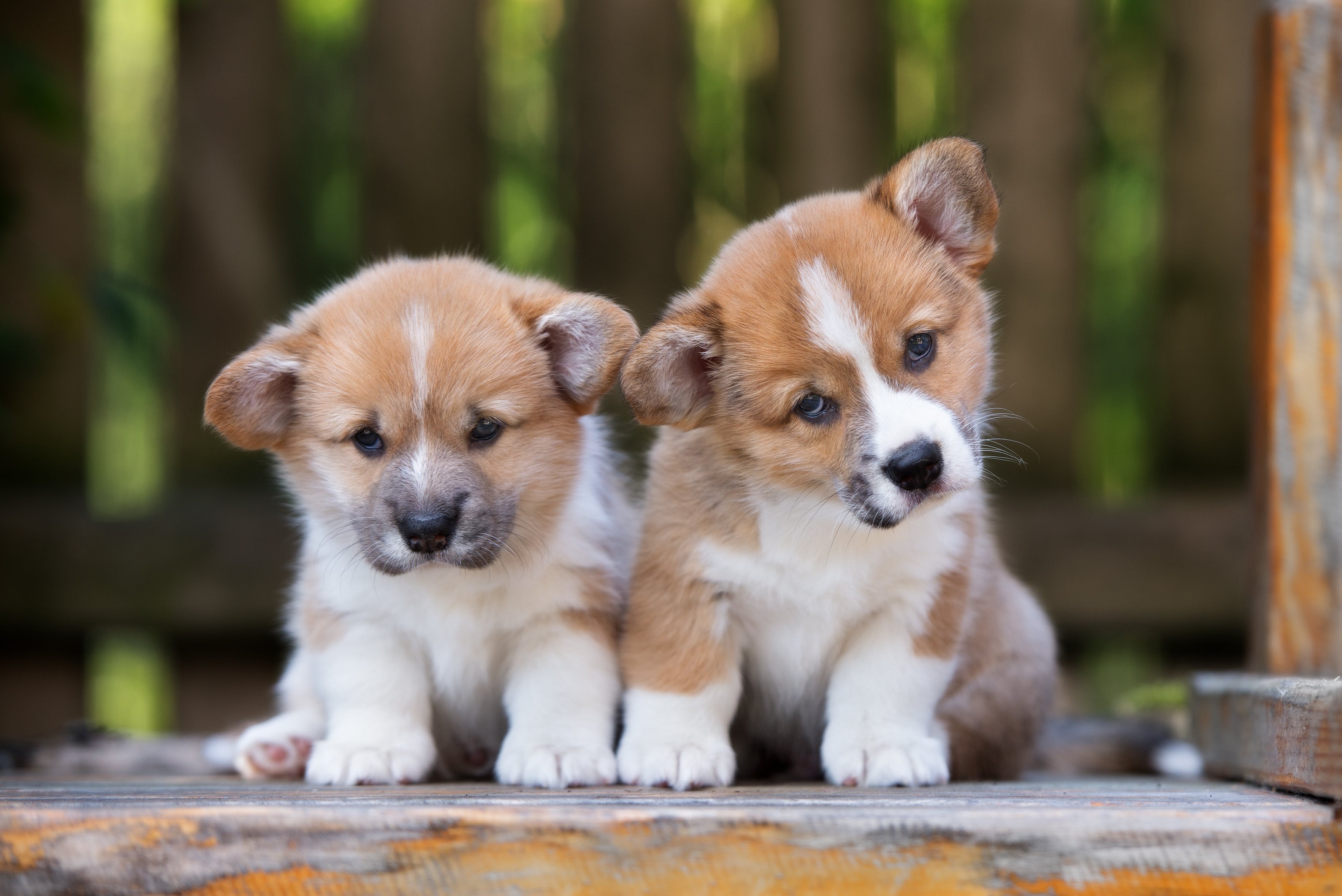 Adorable Puppies HD Wallpaper