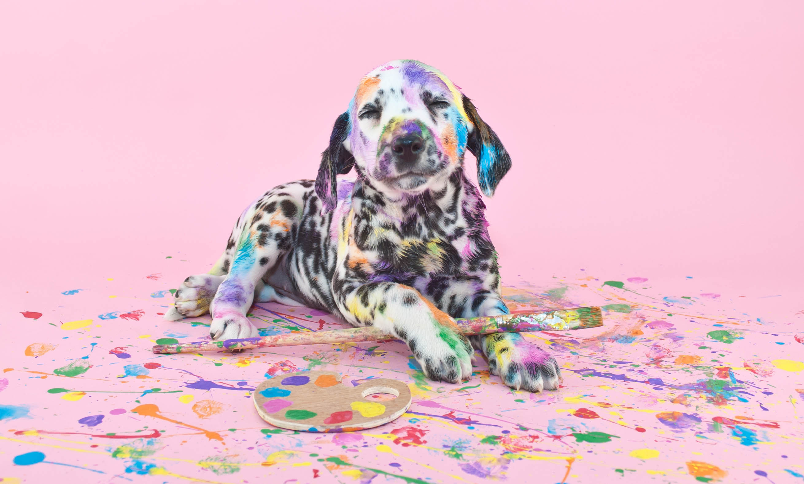 Colorful Dalmatian Puppy HD Wallpaper