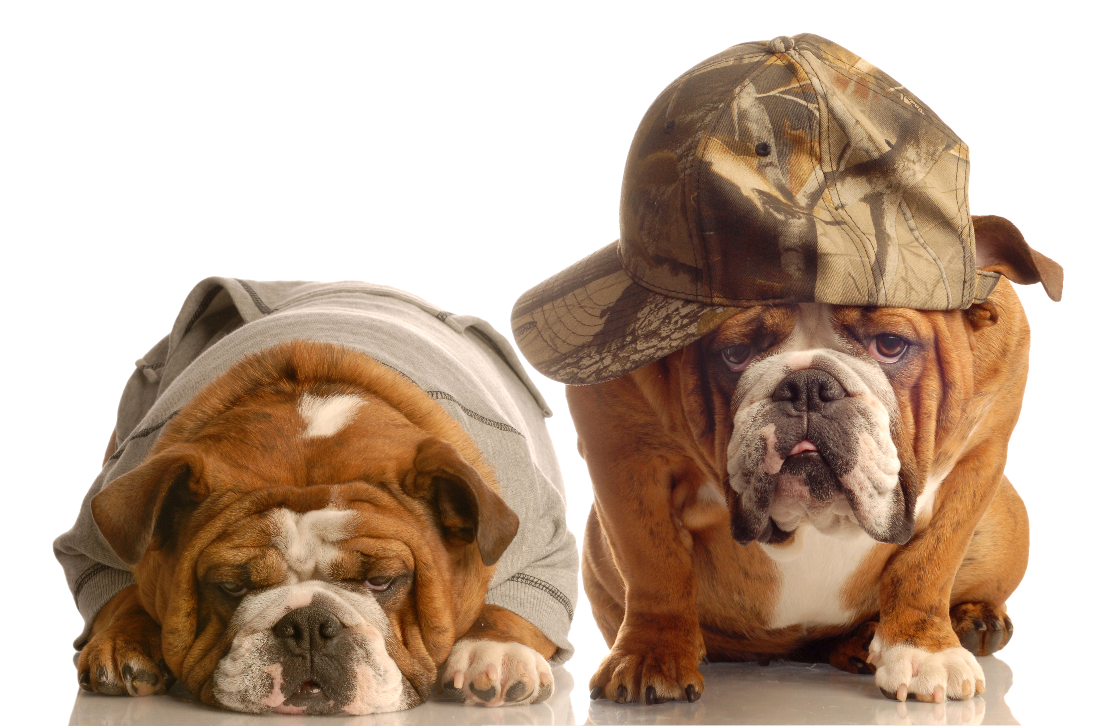 Download Cap Dog Animal Bulldog HD Wallpaper