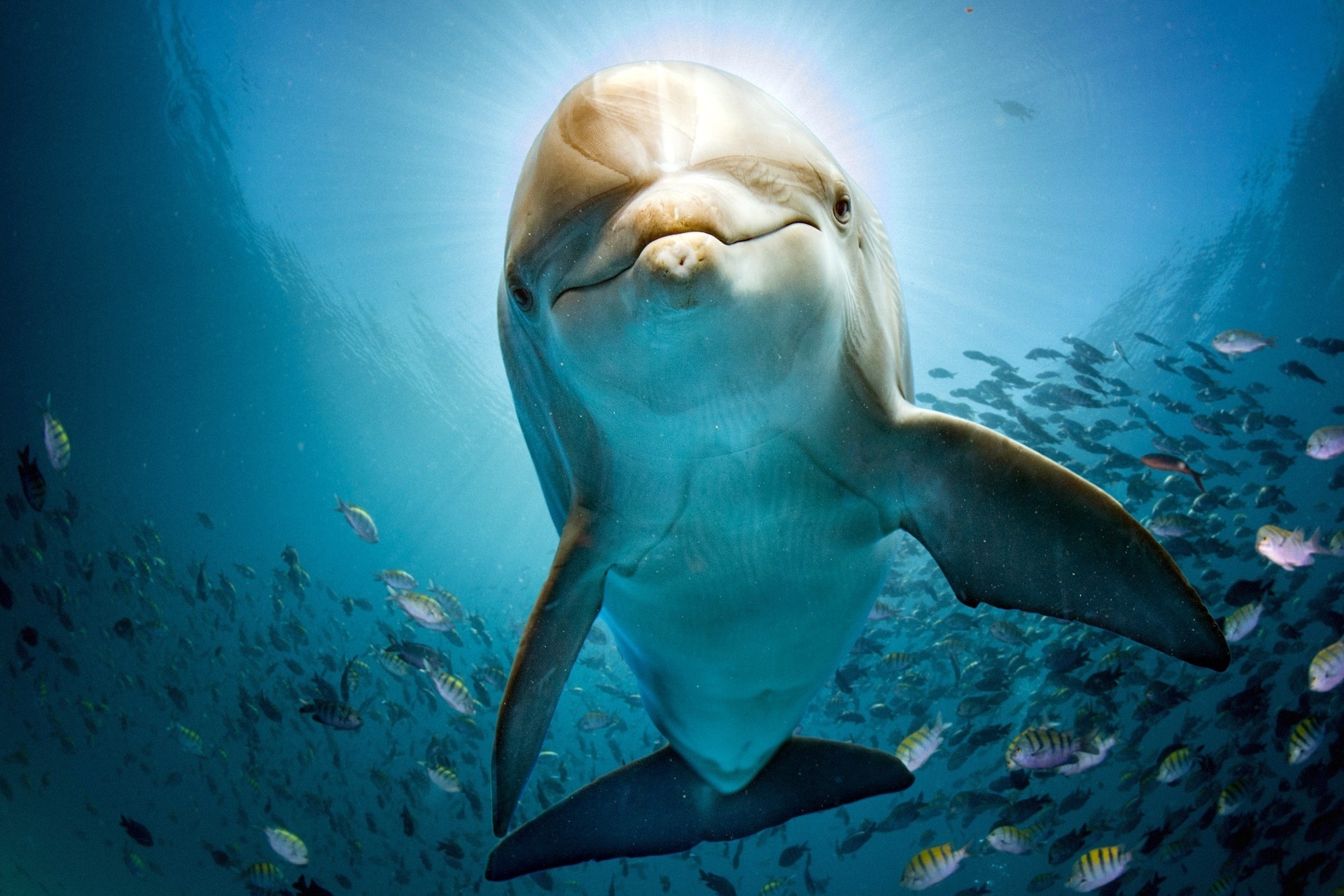 Majestic Dolphin HD Wallpaper
